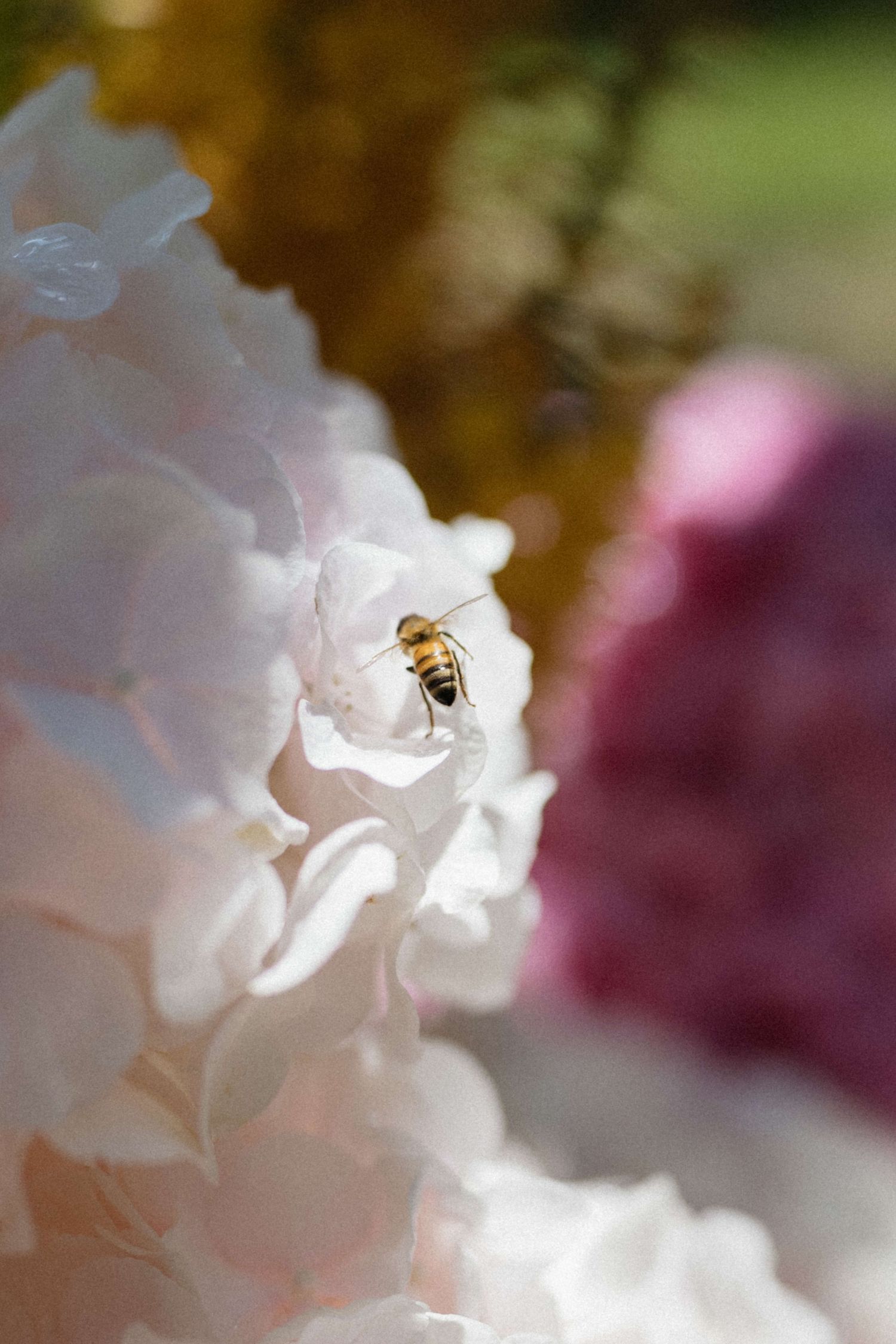 A honeybee resting on a delicate white peony flower with blurred pink and yellow blooms in the background.