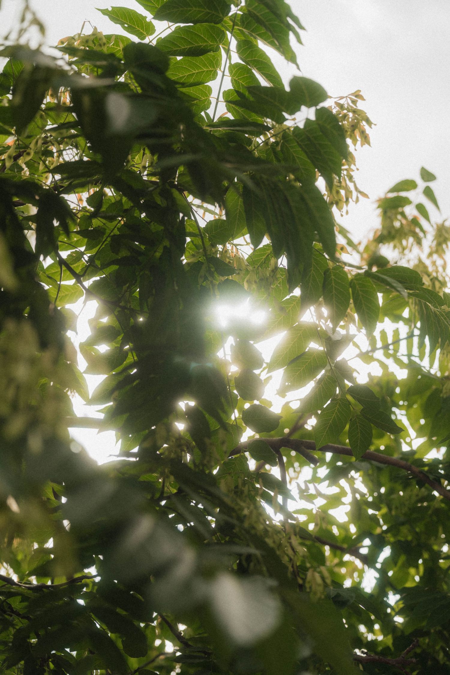 Sunlight filtering through lush green tree leaves creating natural bokeh effect.