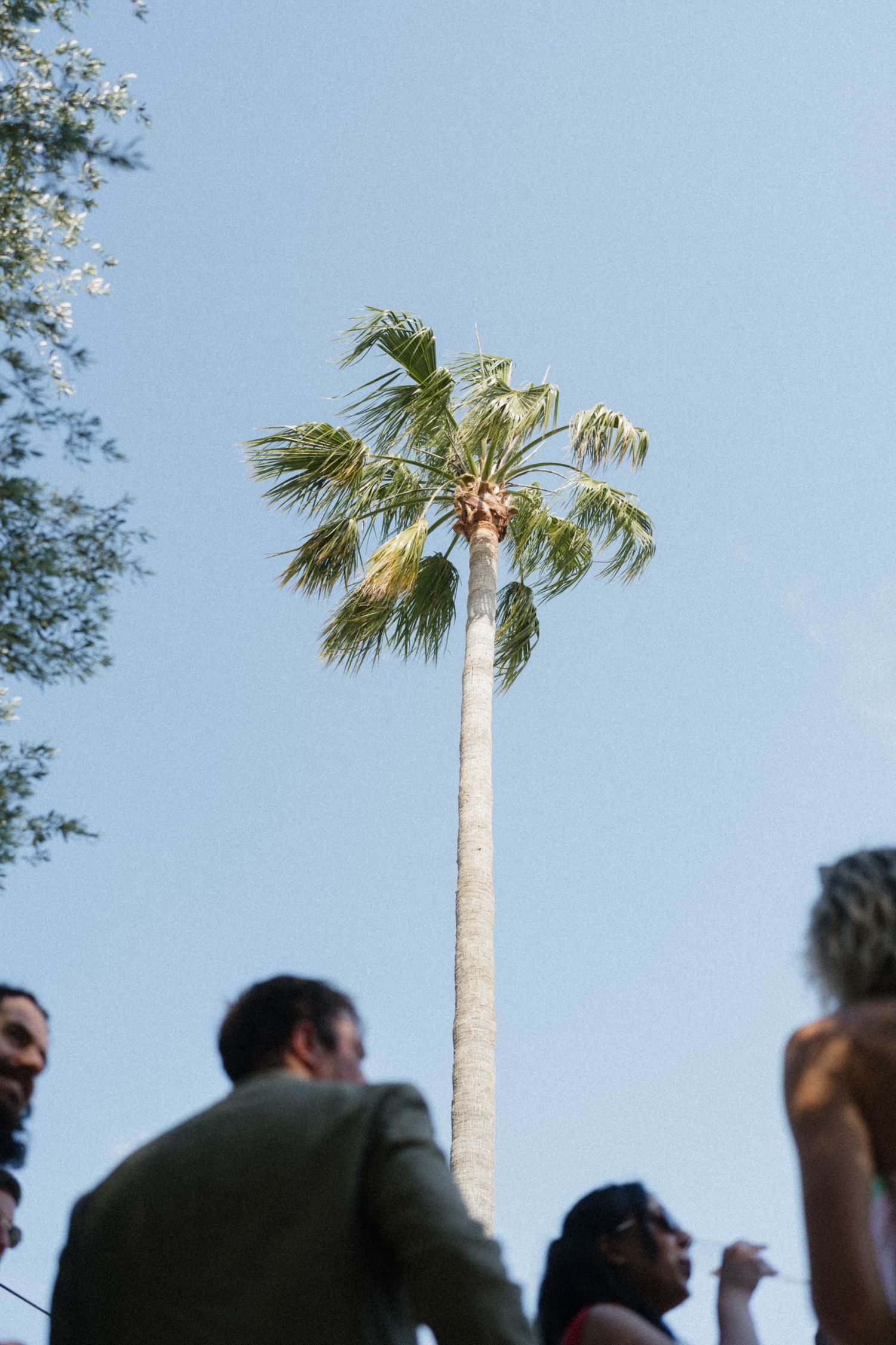 Tall palm tree against clear blue sky with blurred guests in foreground at an outdoor event.
