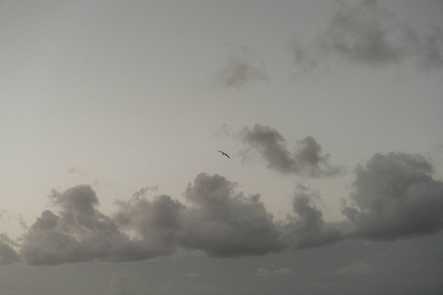 Dramatic cloudy sky with a single bird soaring through soft grey clouds.