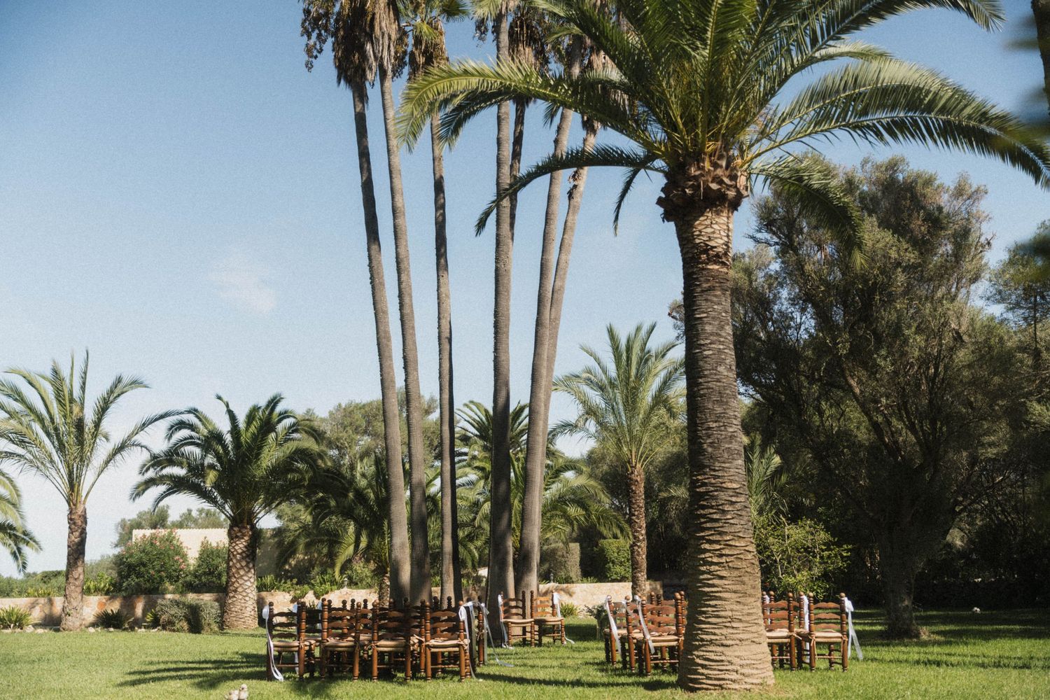 Outdoor wedding ceremony setup with wooden chairs arranged on green grass surrounded by tall palm trees.