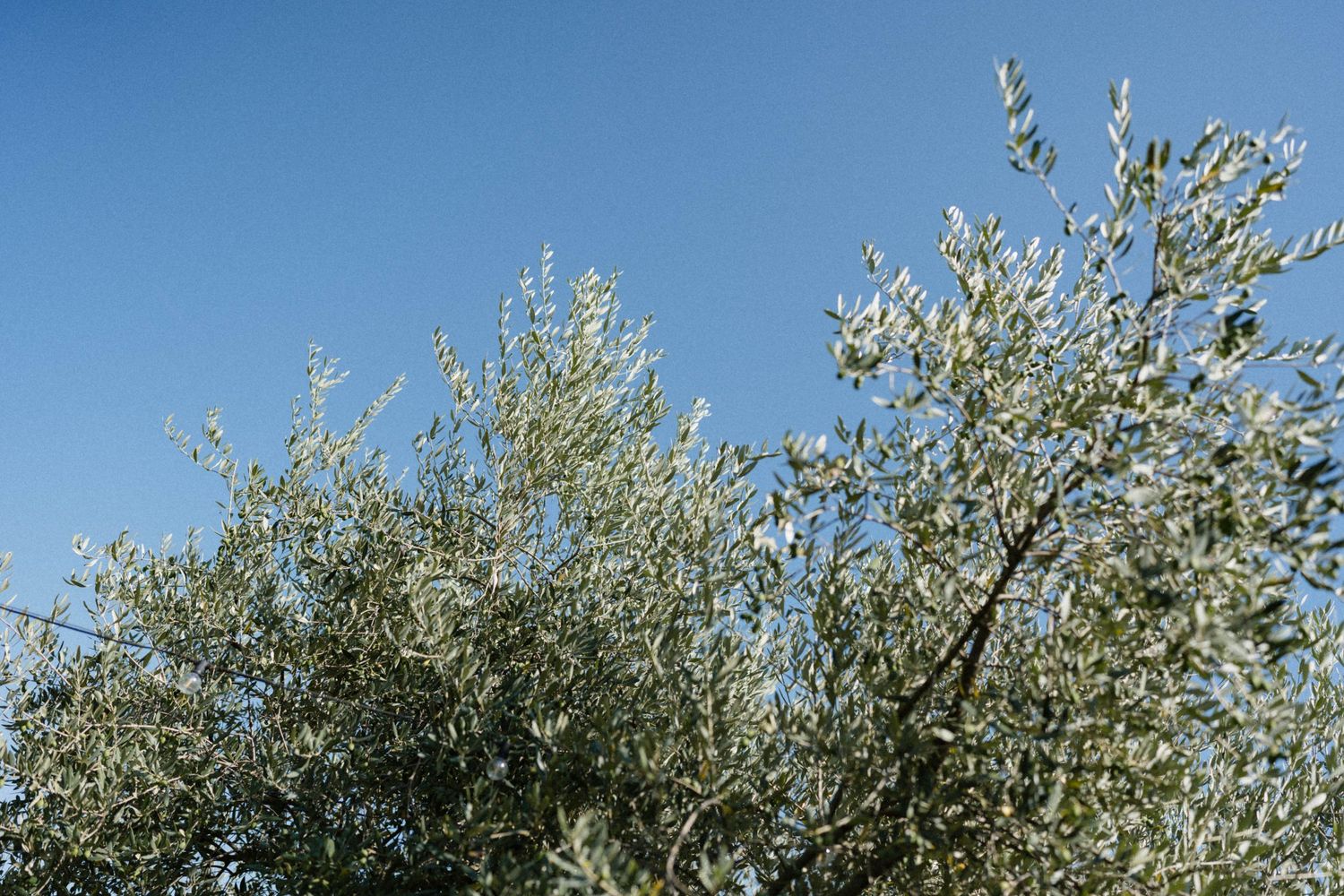 Olive tree branches with silvery-green leaves against a clear blue sky on a sunny day.
