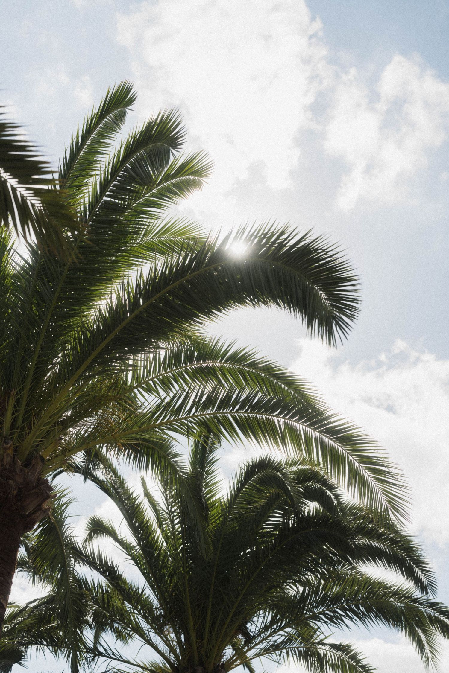 Lush green palm tree fronds against a bright blue sky with soft white clouds and sunlight.