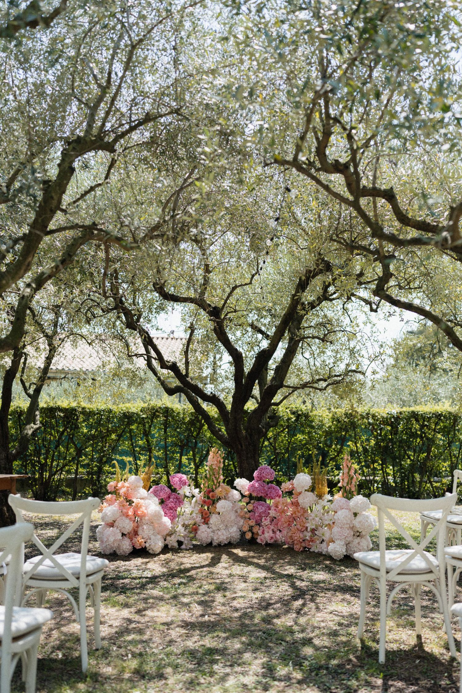 Outdoor wedding ceremony setup with white chairs, pink floral arrangements, and a large olive tree backdrop.