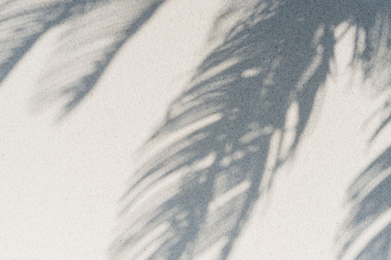 Shadow of tropical palm leaves cast on white sand beach surface in soft natural light.