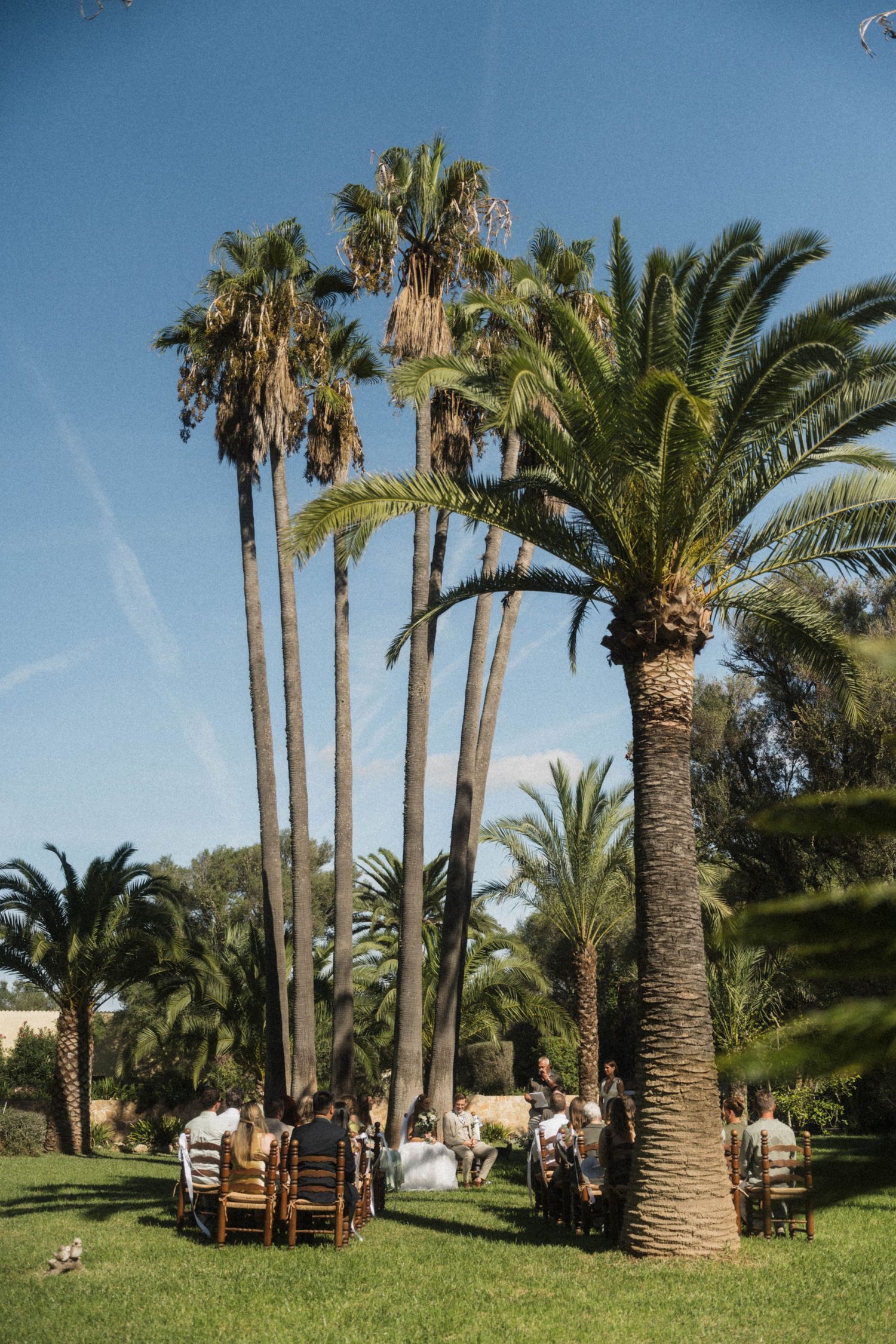 Guests seated at an outdoor wedding ceremony beneath towering palm trees on a sunny day.