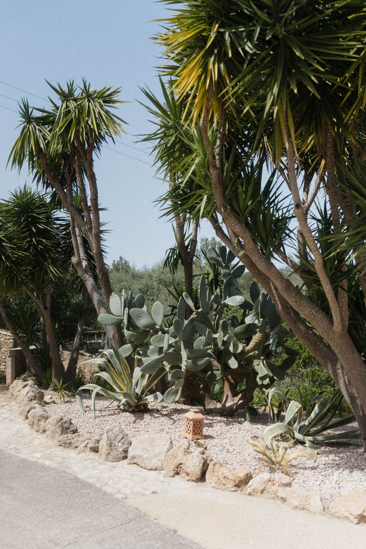 Arid garden landscape featuring tall yucca palms and prickly pear cacti among rocky terrain under a clear blue sky.