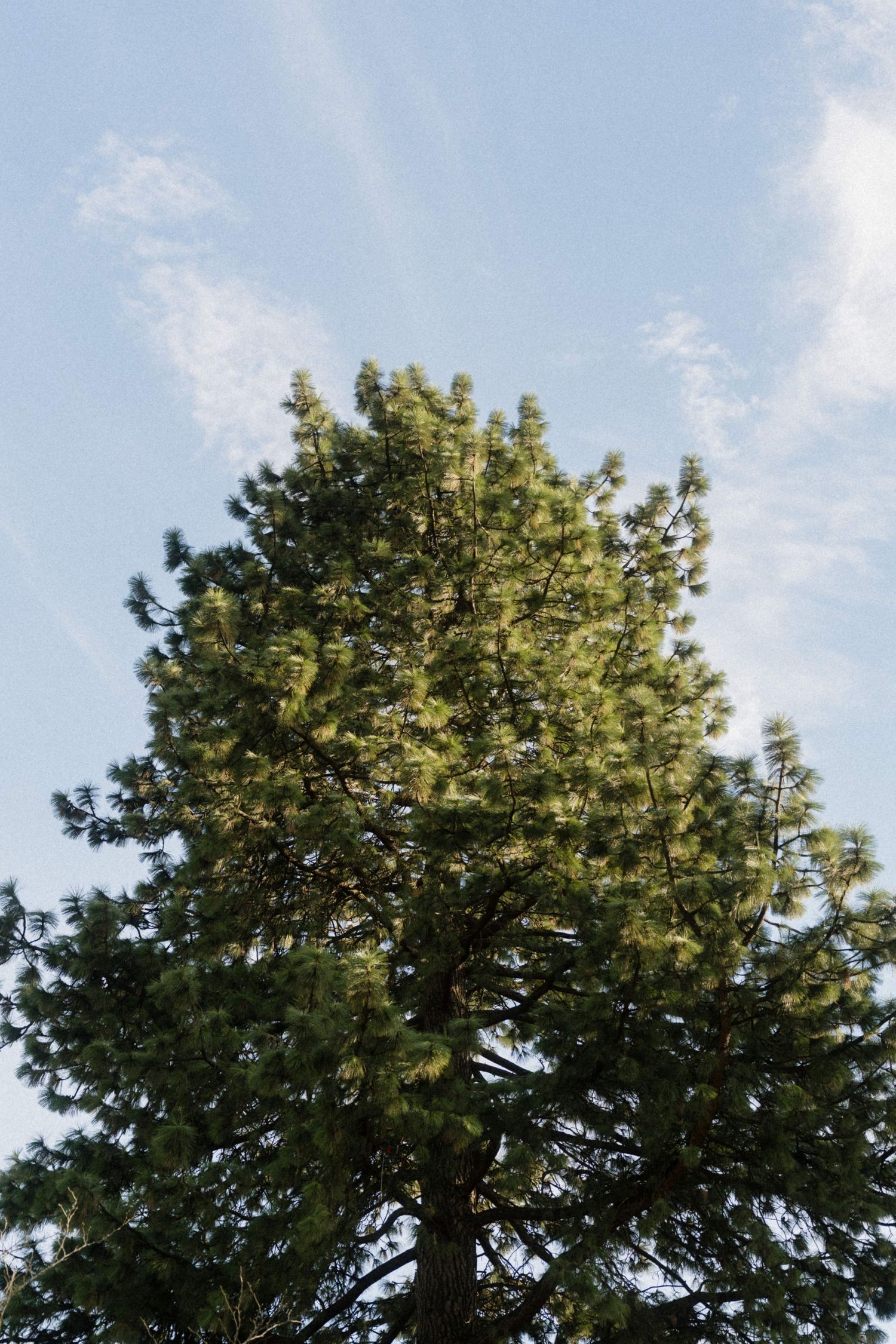 Tall green pine tree with fresh growth against a light blue sky with wispy clouds.