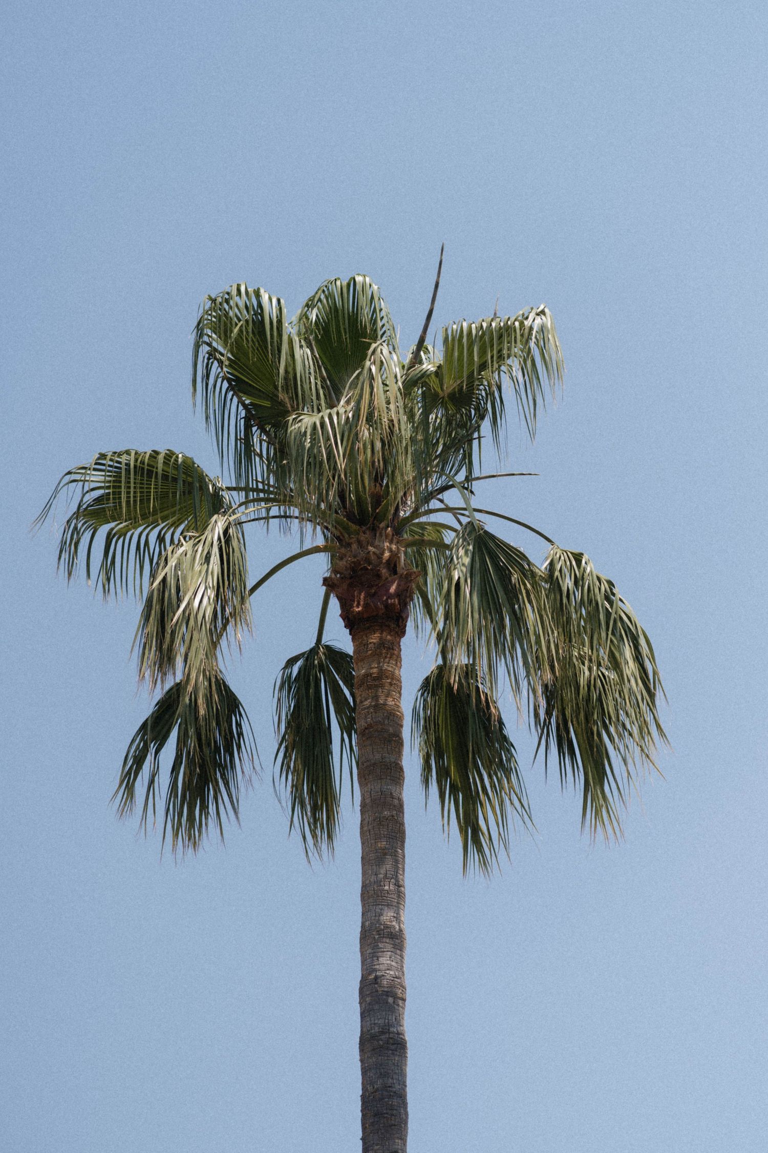 Tall tropical palm tree against a clear blue sky on a sunny day.