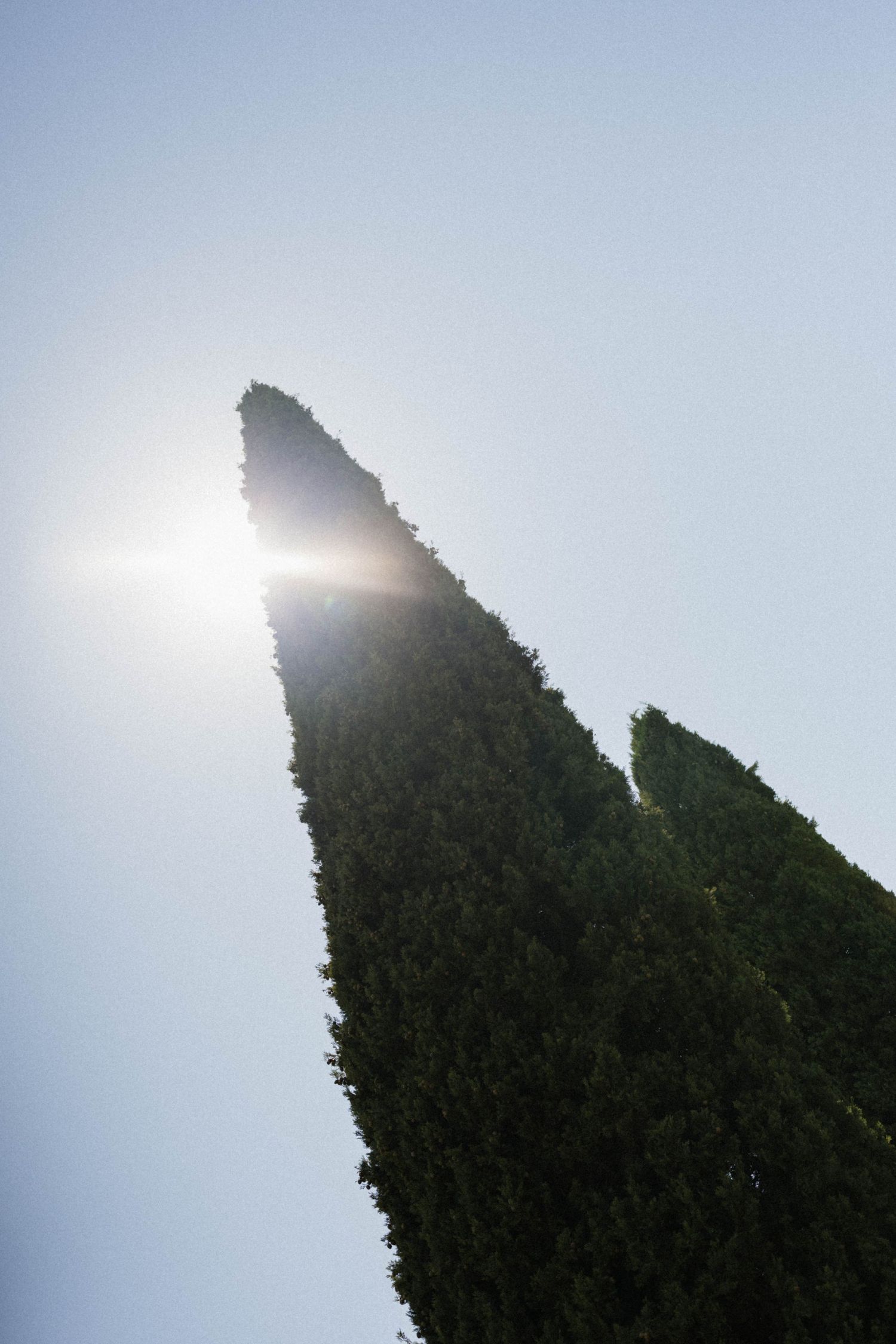 Tall Italian cypress tree silhouetted against bright blue sky with sun flare peeking through the pointed top.