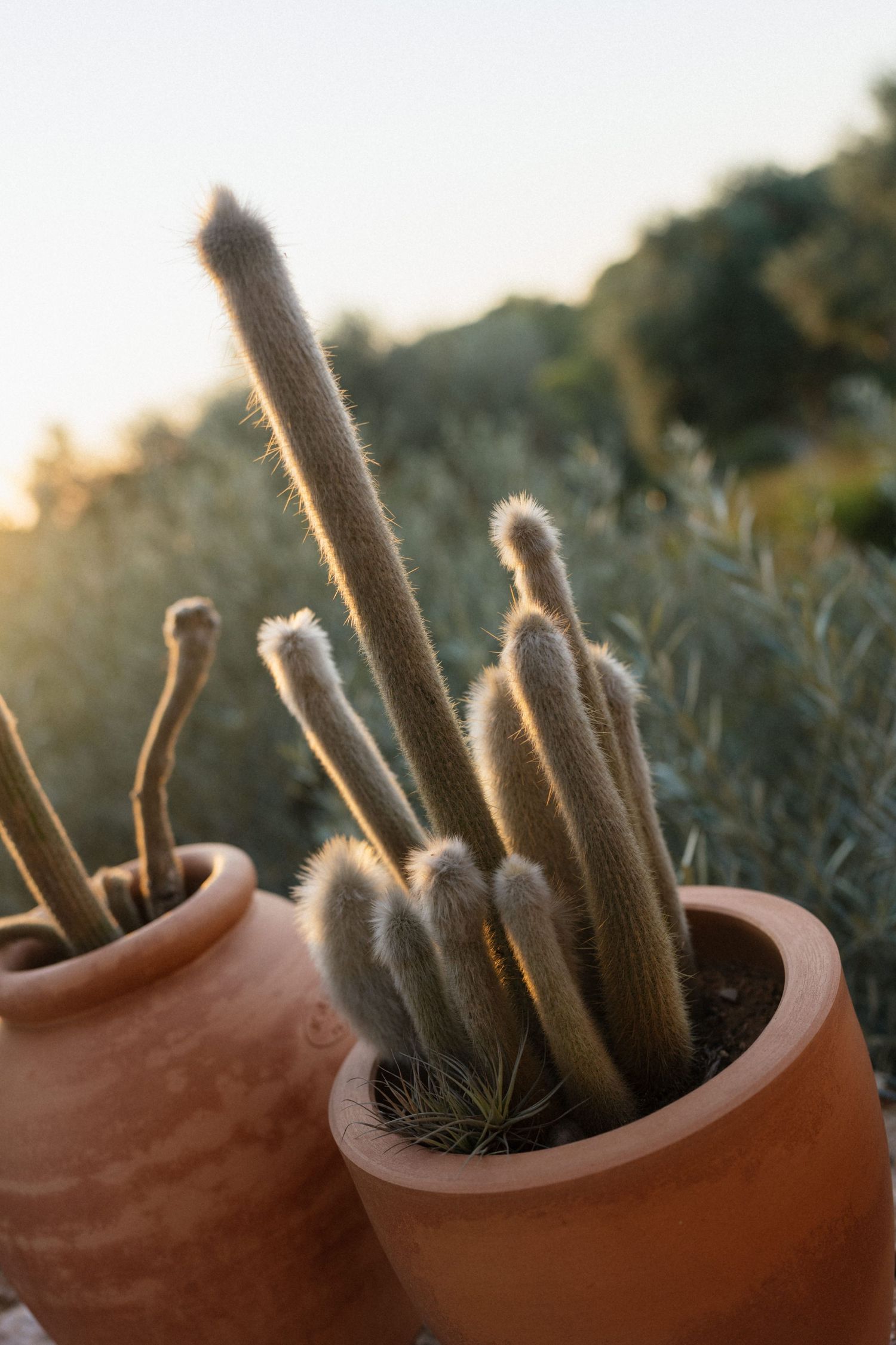 Fuzzy columnar cacti growing in rustic terracotta pots, softly lit by warm golden light with blurred greenery in the background.