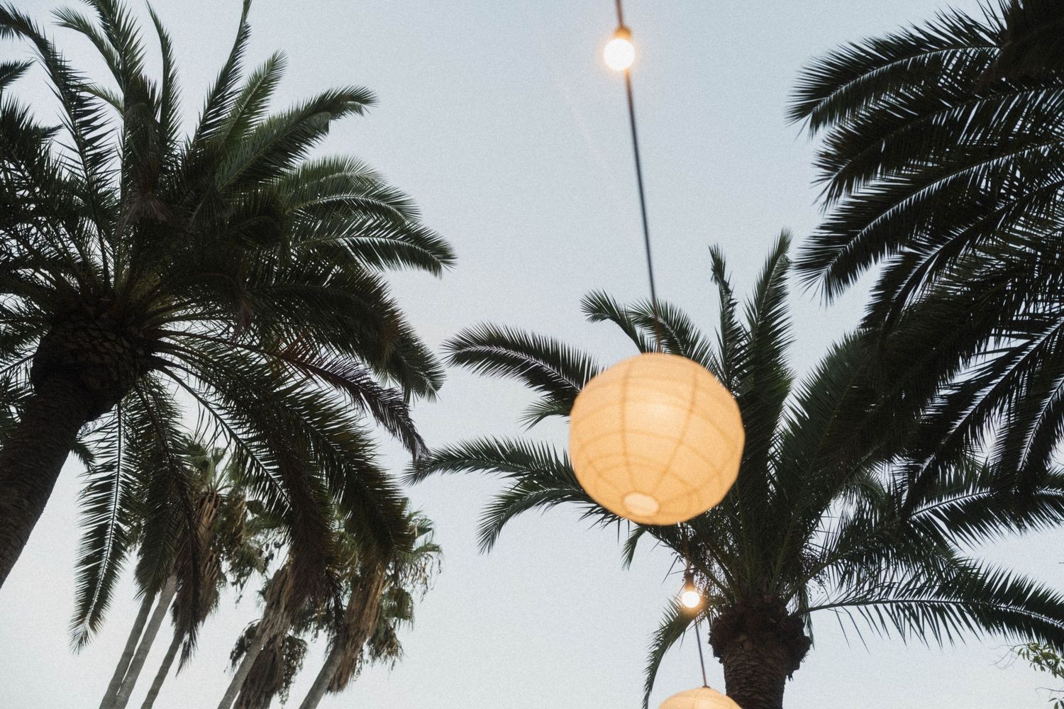 Paper lanterns hanging between tall palm trees at dusk during an outdoor wedding celebration.