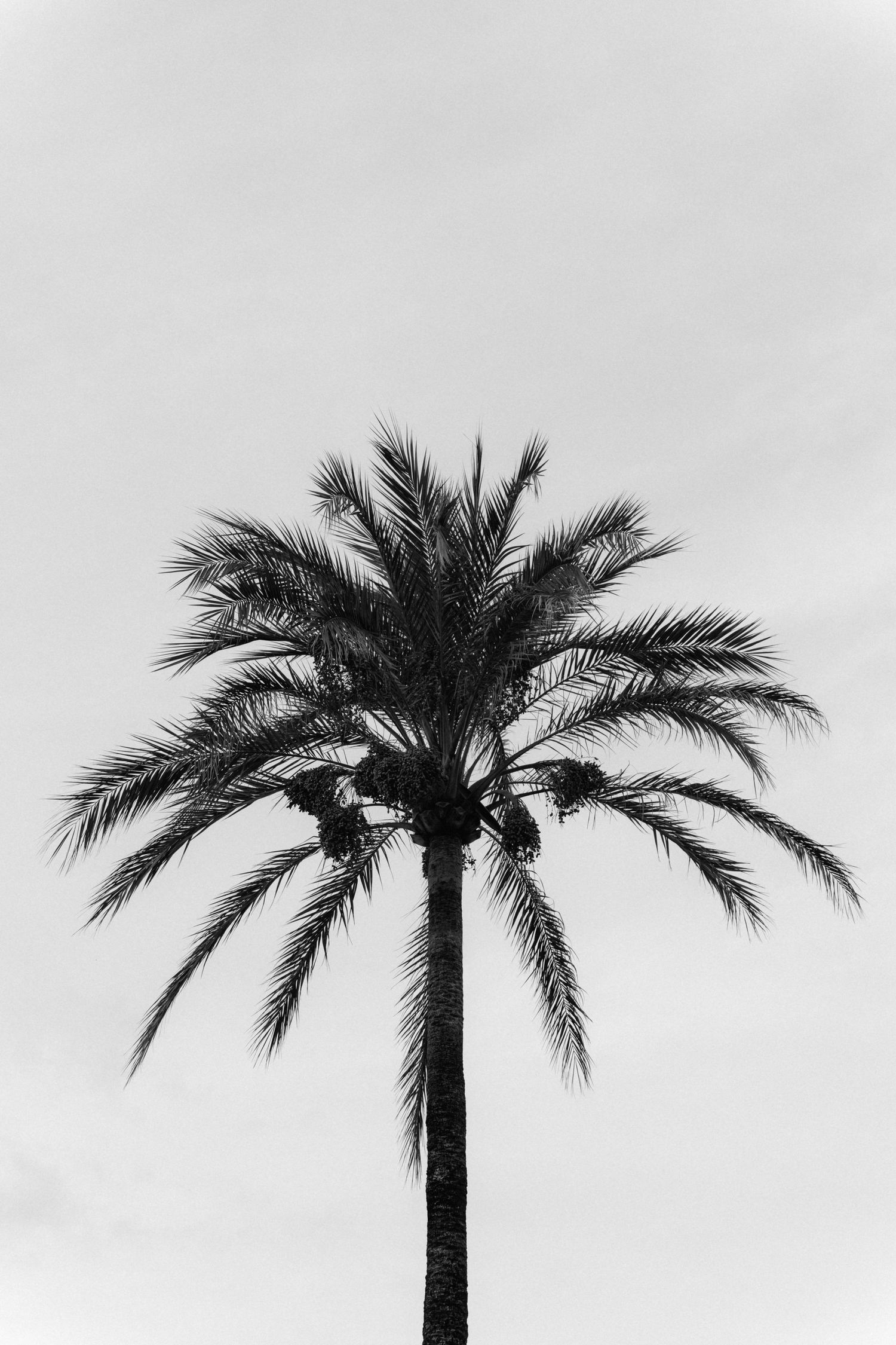Black and white silhouette of a tall date palm tree with fanned fronds against a plain overcast sky.