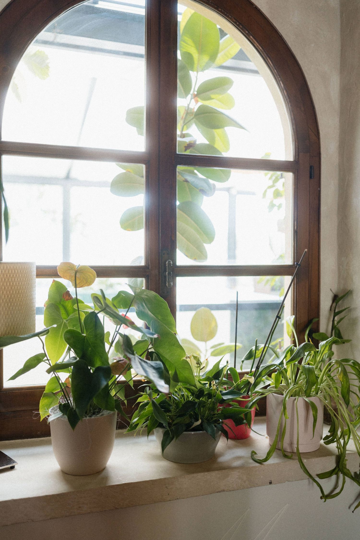 Arched wooden window with lush green tropical houseplants on sunlit windowsill in cozy interior.