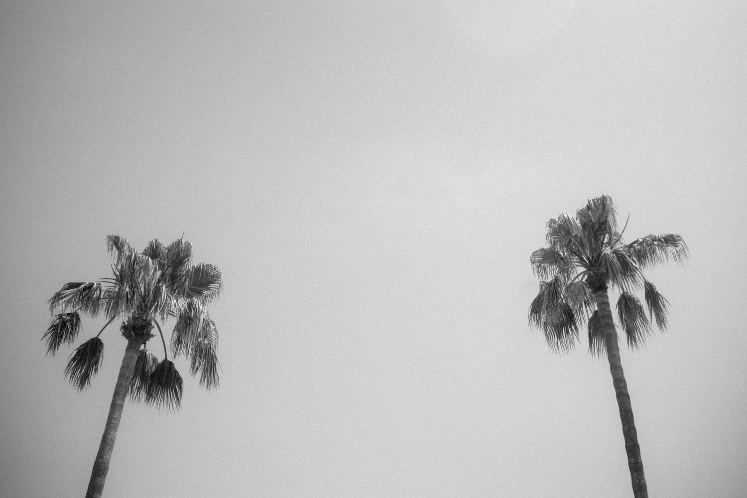 Black and white photo of two tall palm trees against a hazy sky.