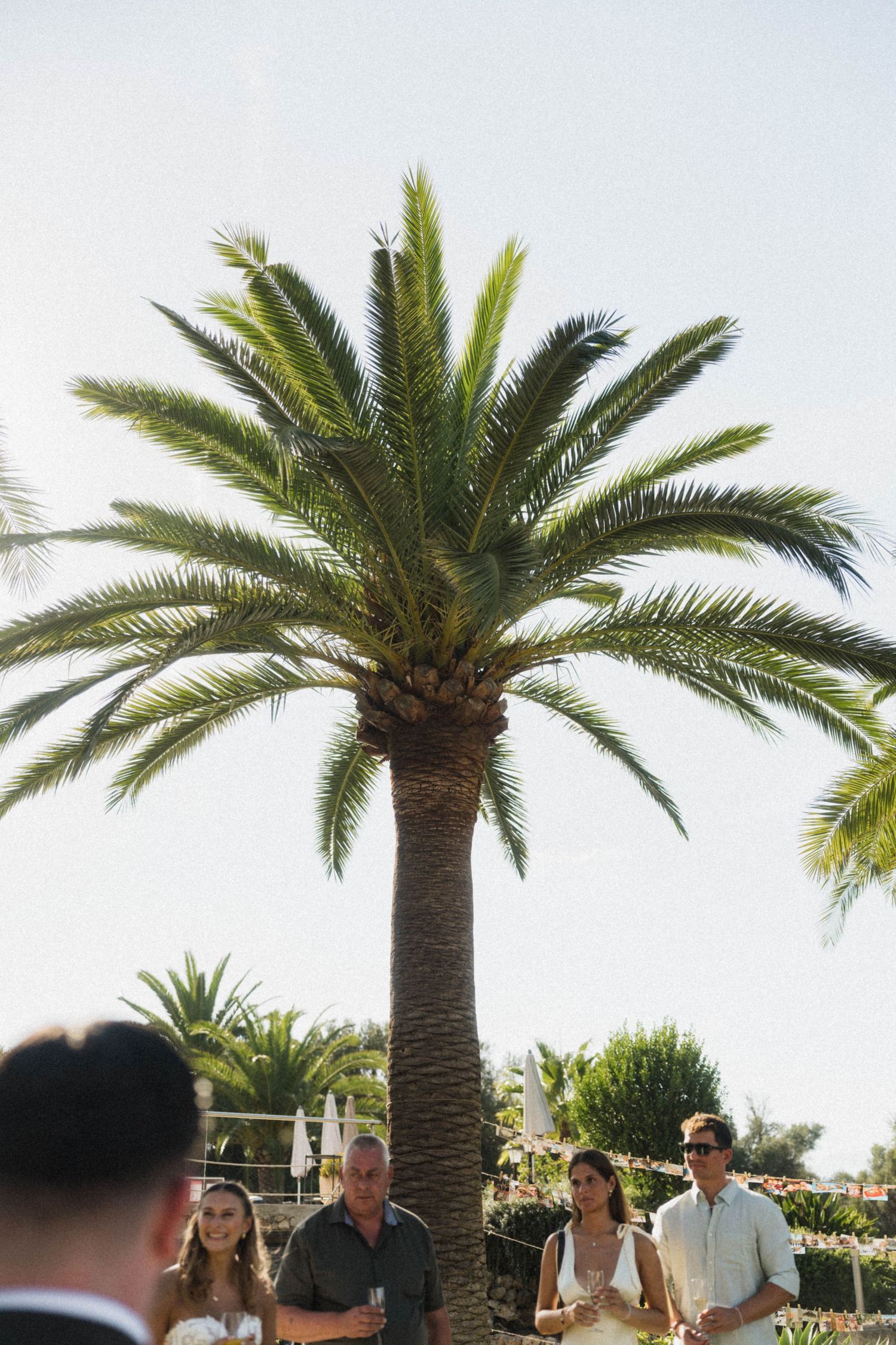 Wedding guests mingle beneath a large tropical palm tree at outdoor reception.