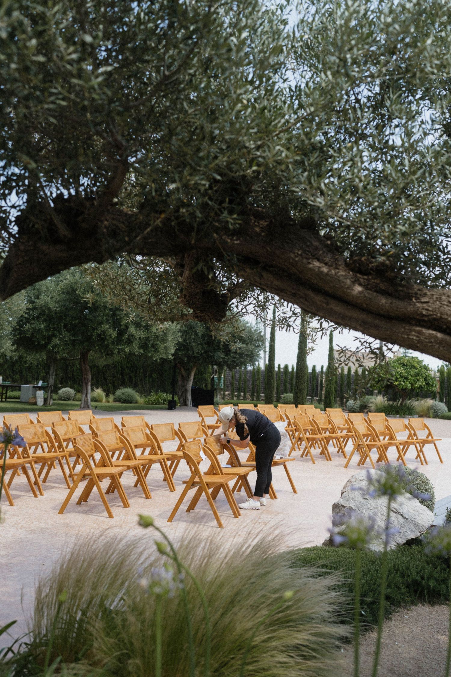 Person arranging wooden folding chairs for an outdoor wedding ceremony under a large olive tree in a garden setting.