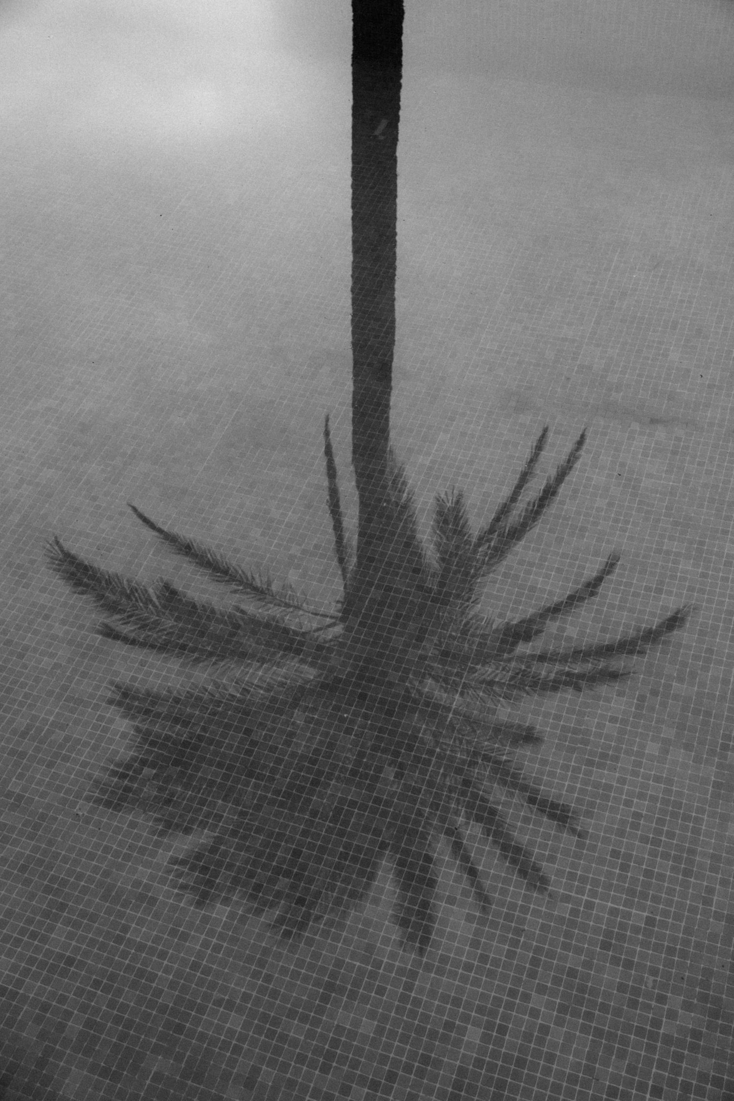 Black and white shadow of a palm tree reflected on tiled pool surface.