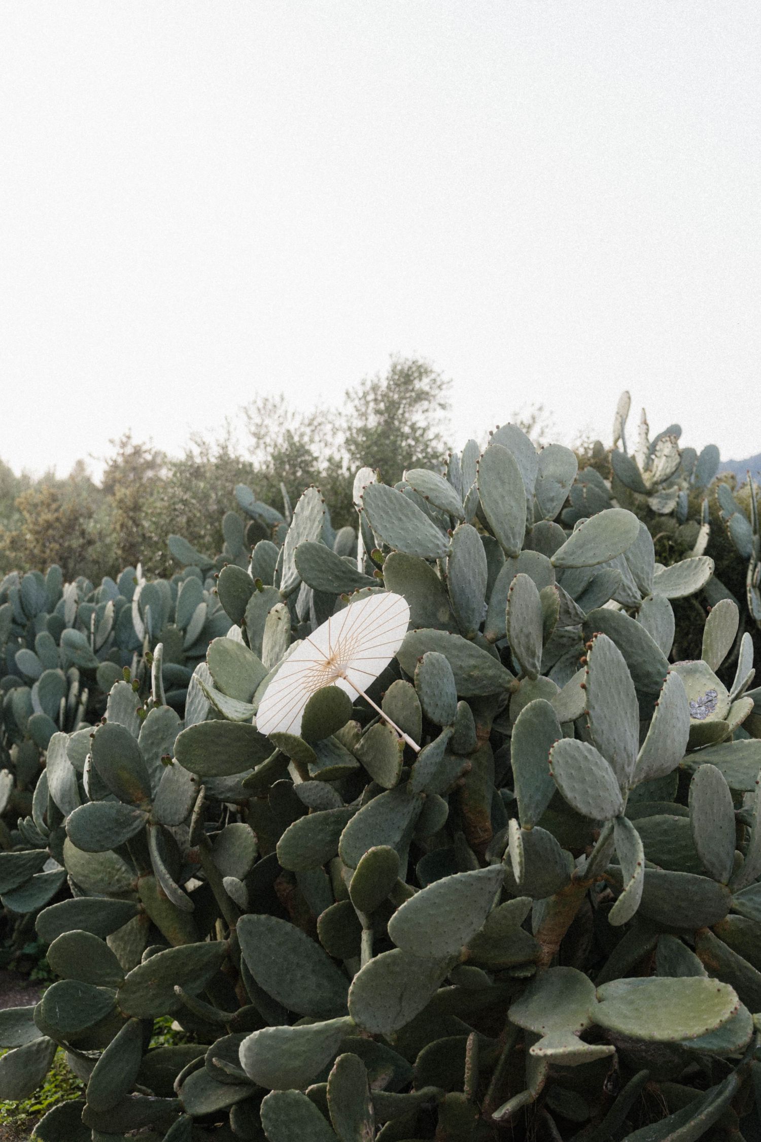 White parasol nestled among large green prickly pear cactus plants under a pale sky.