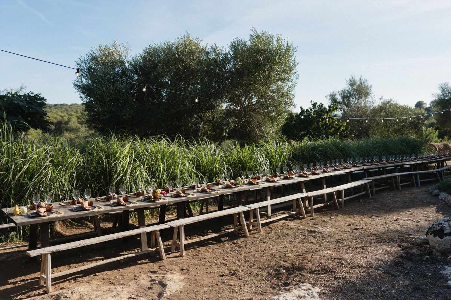 Long rustic wooden tables with place settings stand outdoors on dry ground beside tall green grasses and leafy olive trees under a blue sky.