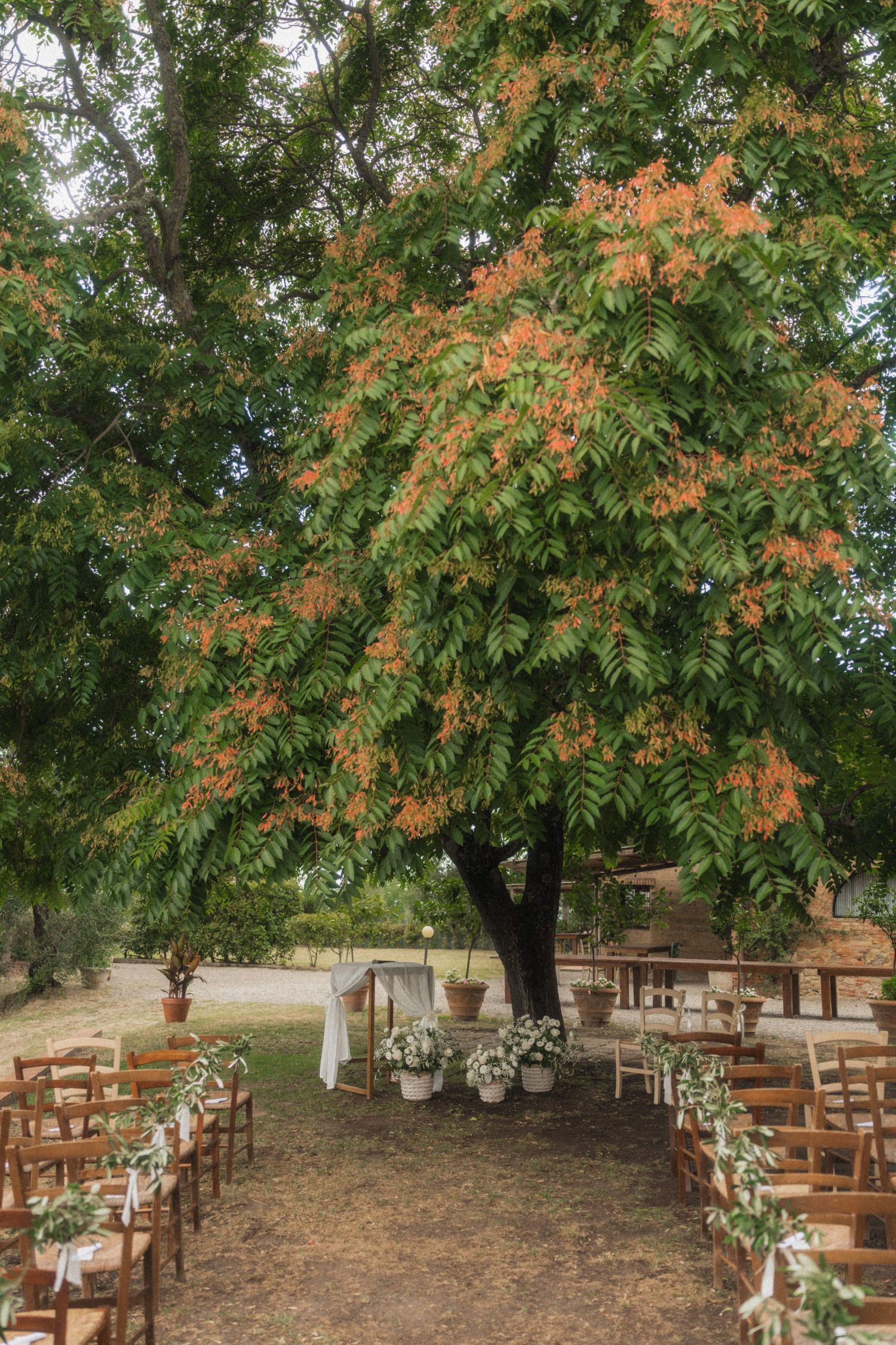 Outdoor wedding ceremony setup with wooden chairs lining an aisle beneath a large tree with orange blooms.