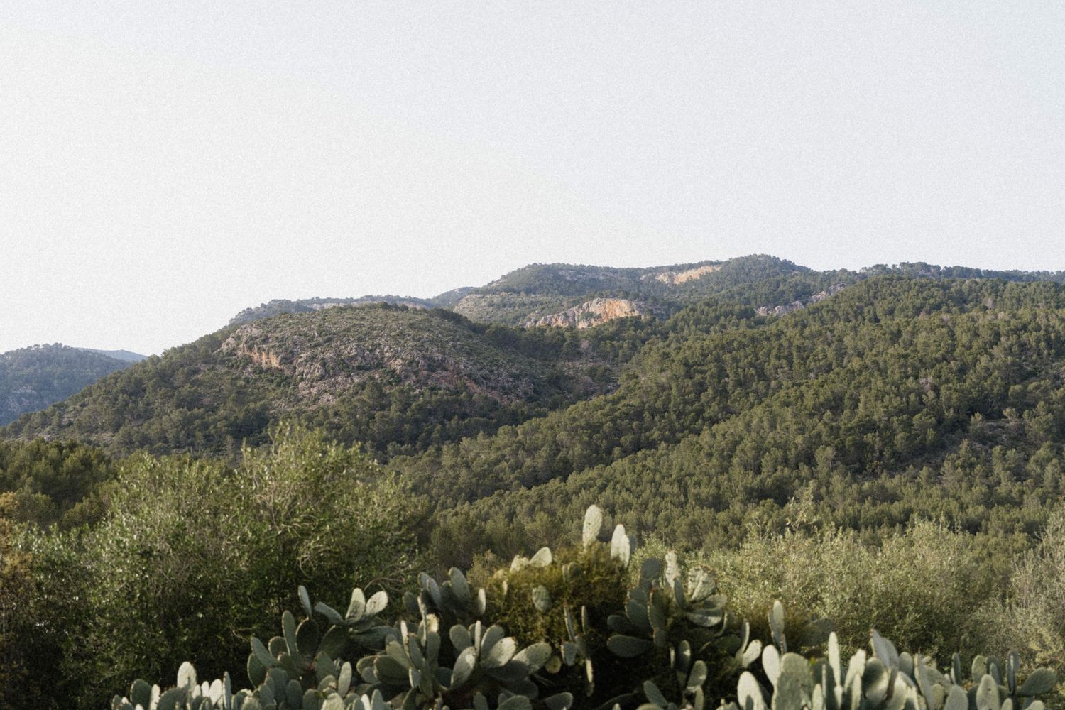 Scenic Mediterranean hillside landscape with lush green forests, rocky mountains, and foreground prickly pear cacti.
