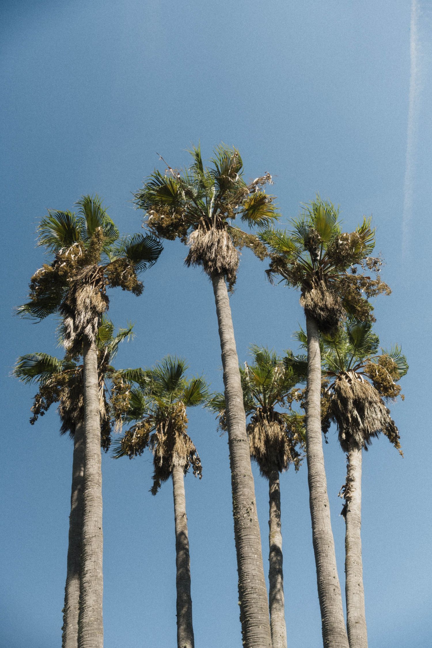 Low angle view of six tall fan palm trees against clear blue sky.