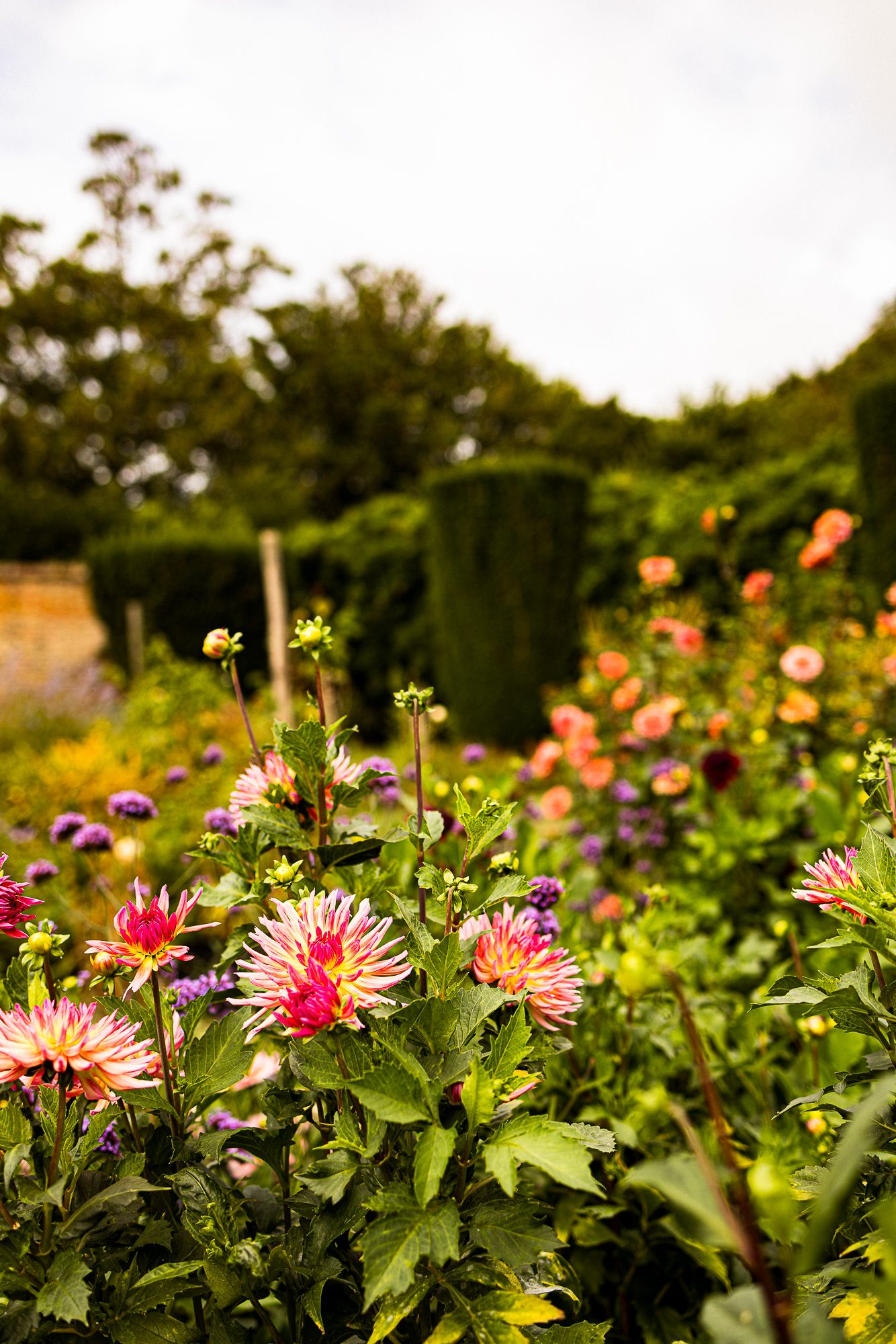 Colorful dahlia flowers in pink and purple bloom in a lush English garden with green hedges and trees in the background.