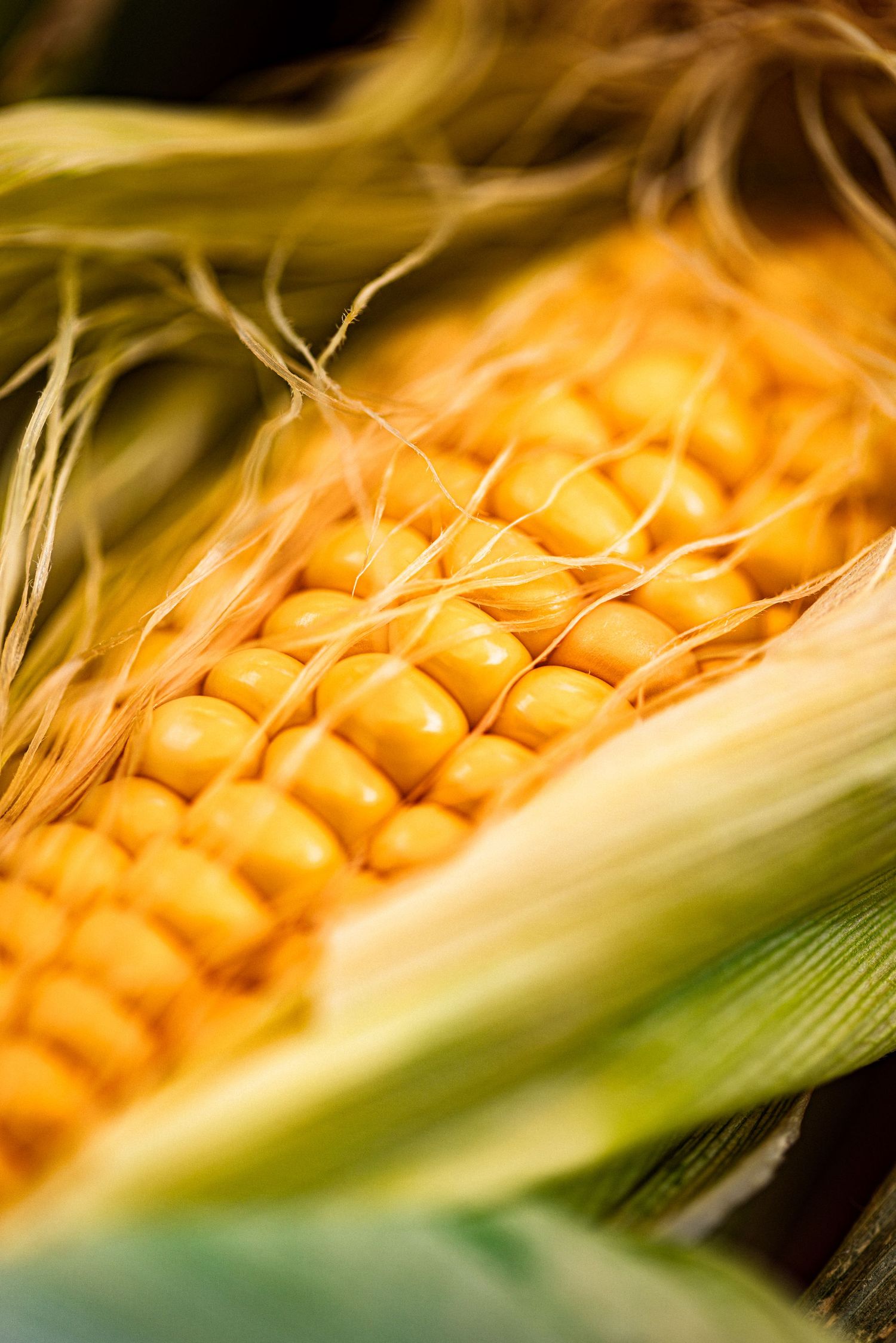 Close-up of a fresh ear of corn with golden yellow kernels, green husks, and silky threads in natural light.