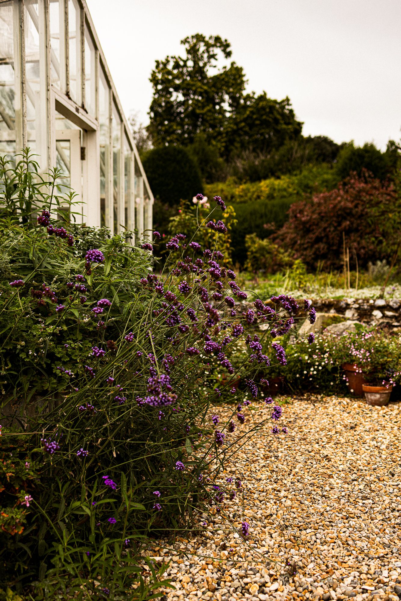 Gravel path beside a white greenhouse with purple wildflowers in an English country garden.