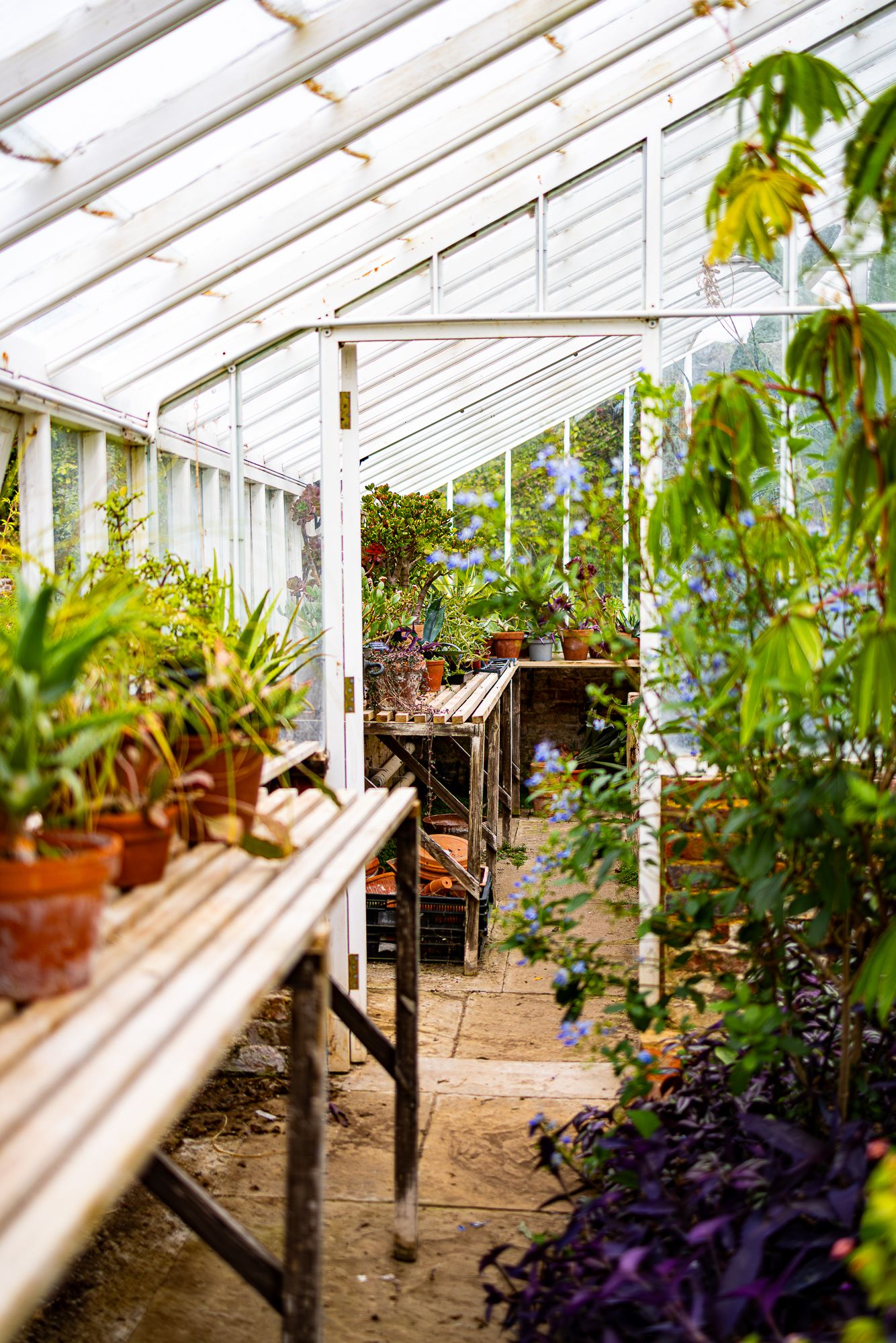 Lush greenhouse interior with potted plants on wooden benches, glass walls, and a stone pathway leading to garden tables.