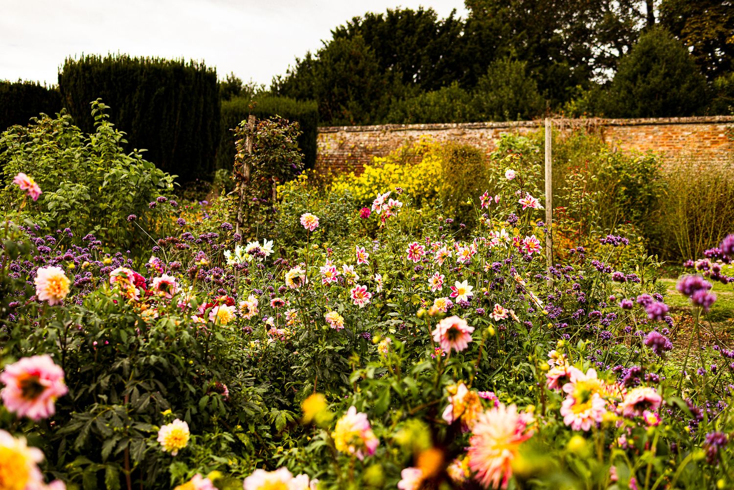 Colorful dahlia garden in full bloom with pink, yellow, and purple flowers surrounded by lush greenery and a brick wall.