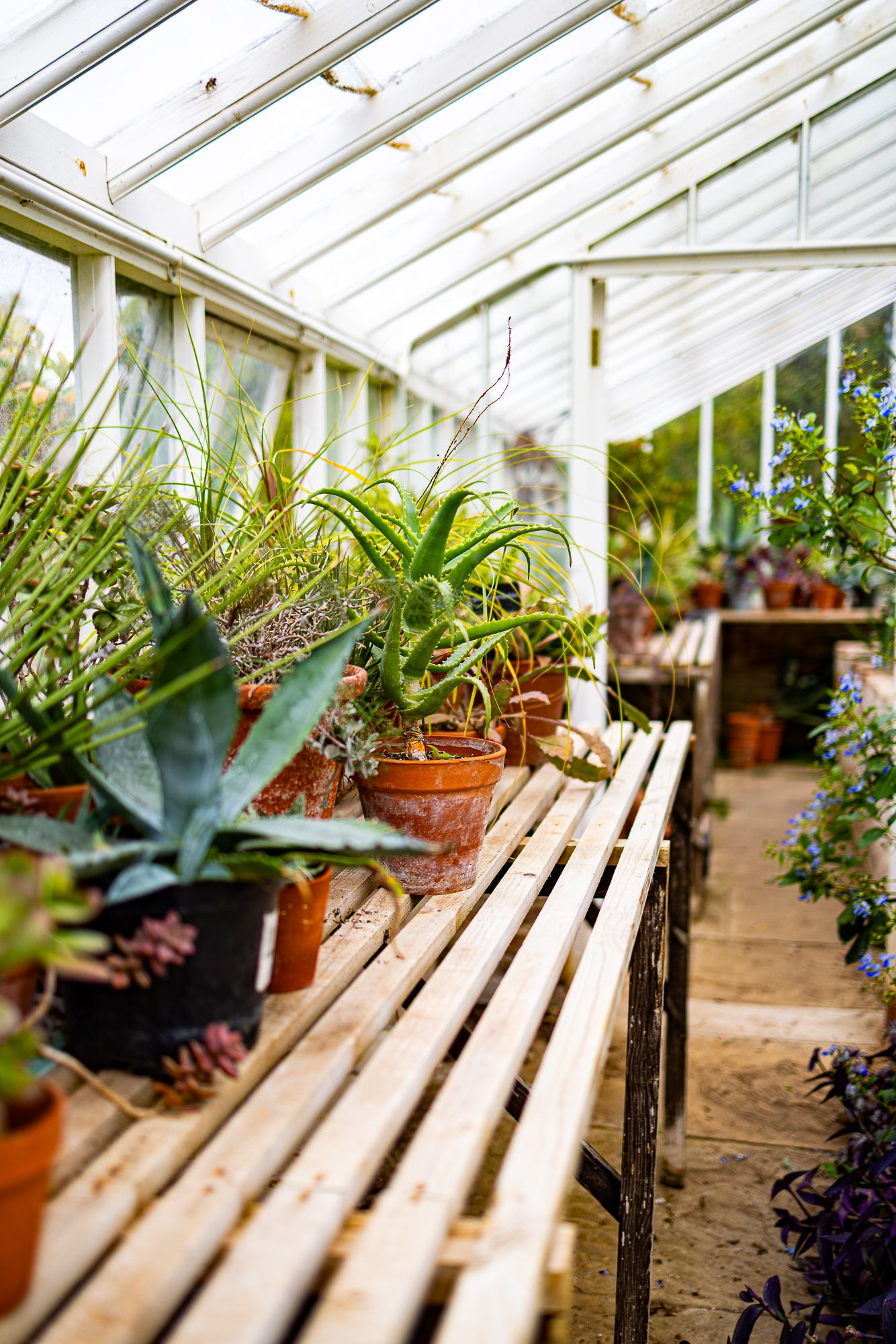 Lush potted plants on wooden benches inside a bright glass greenhouse with white frames.