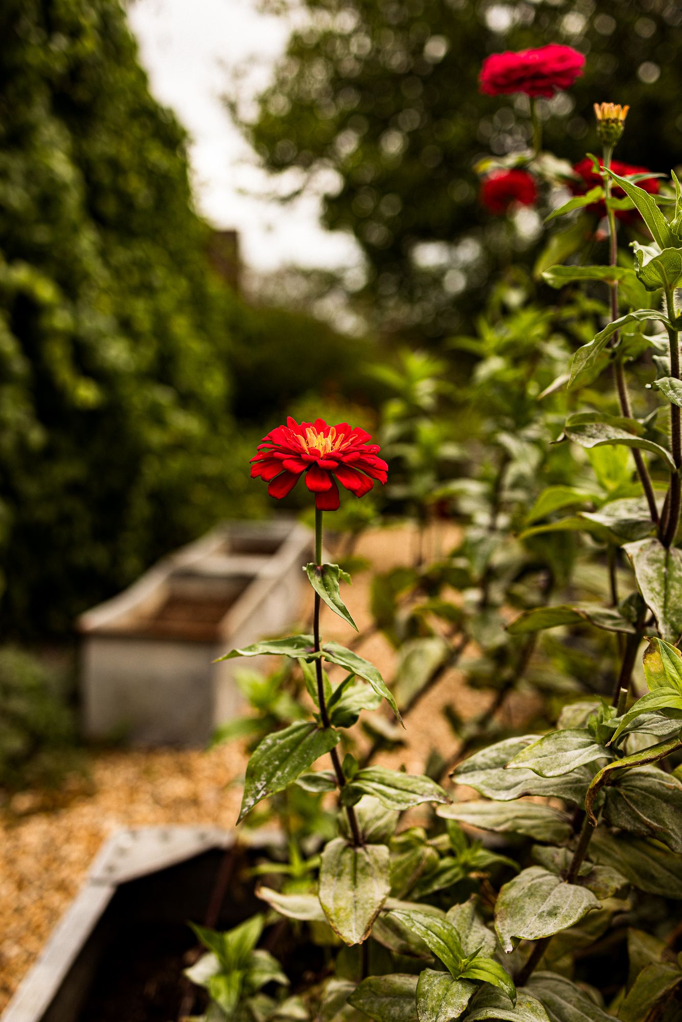 Vibrant red zinnia flowers bloom in a lush garden with raised wooden planter beds and green foliage in the background.