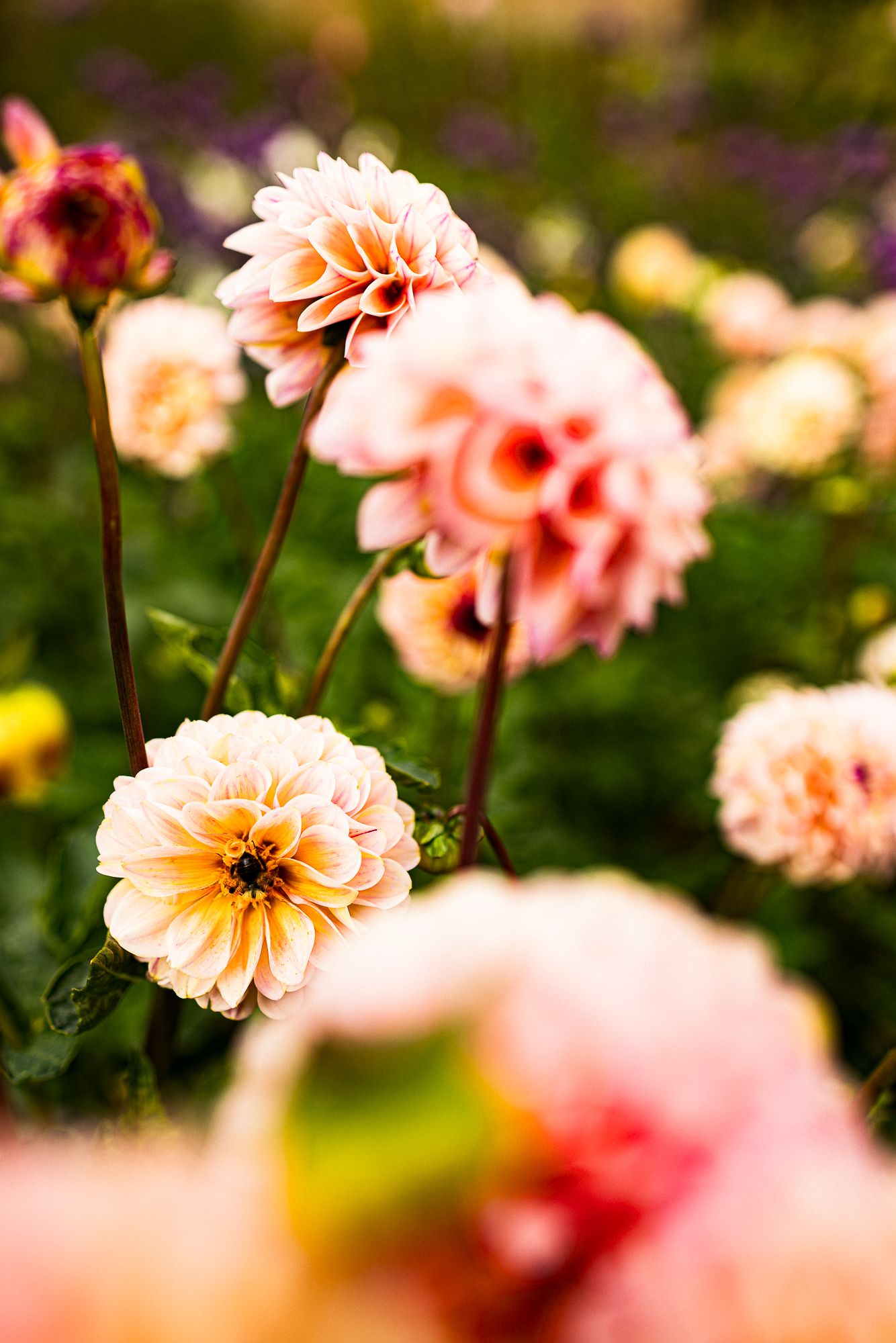 Soft pink and peach dahlia flowers in full bloom in a lush garden with a blurred background.