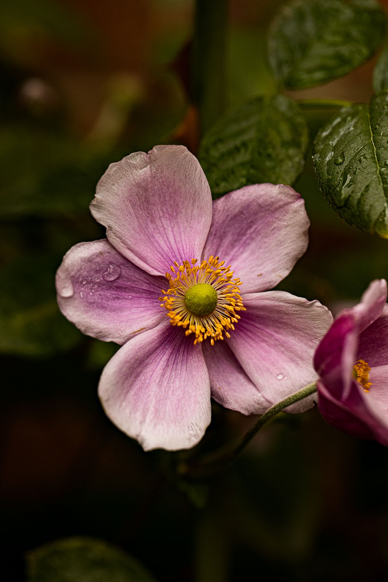 Pink anemone flower with yellow stamens and green center, adorned with water droplets, surrounded by dark green leaves.
