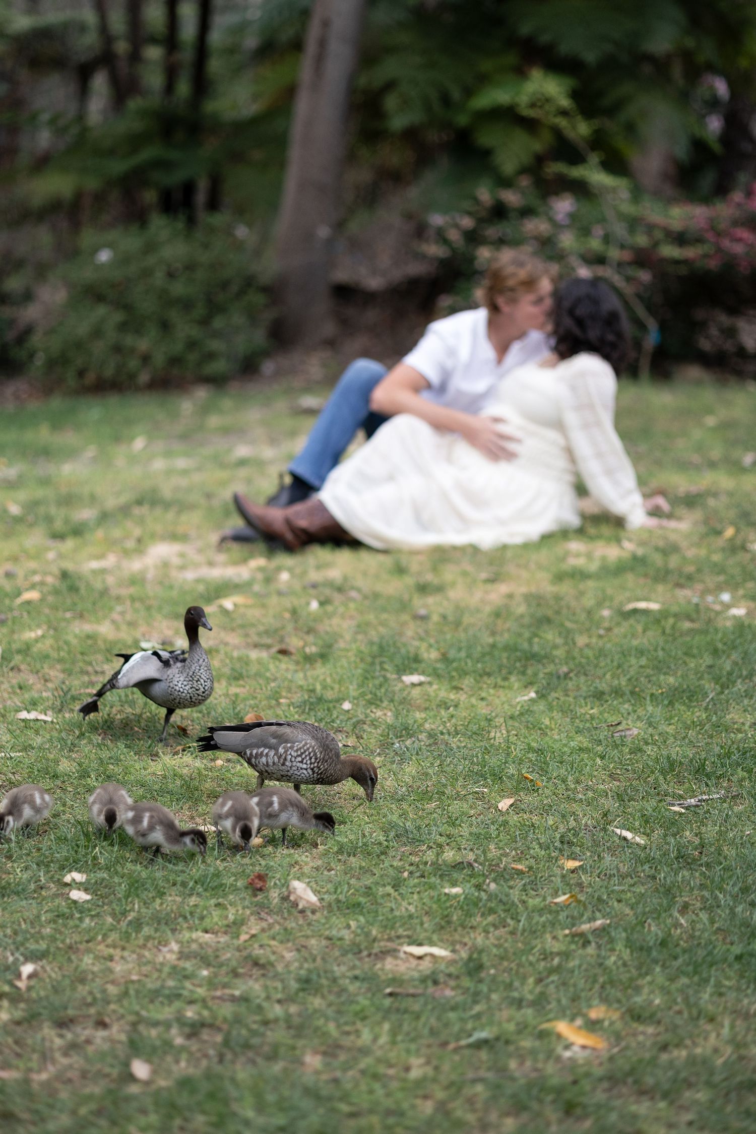 Couple kissing on grass in park with ducks and ducklings walking in foreground.  Araluen Perth