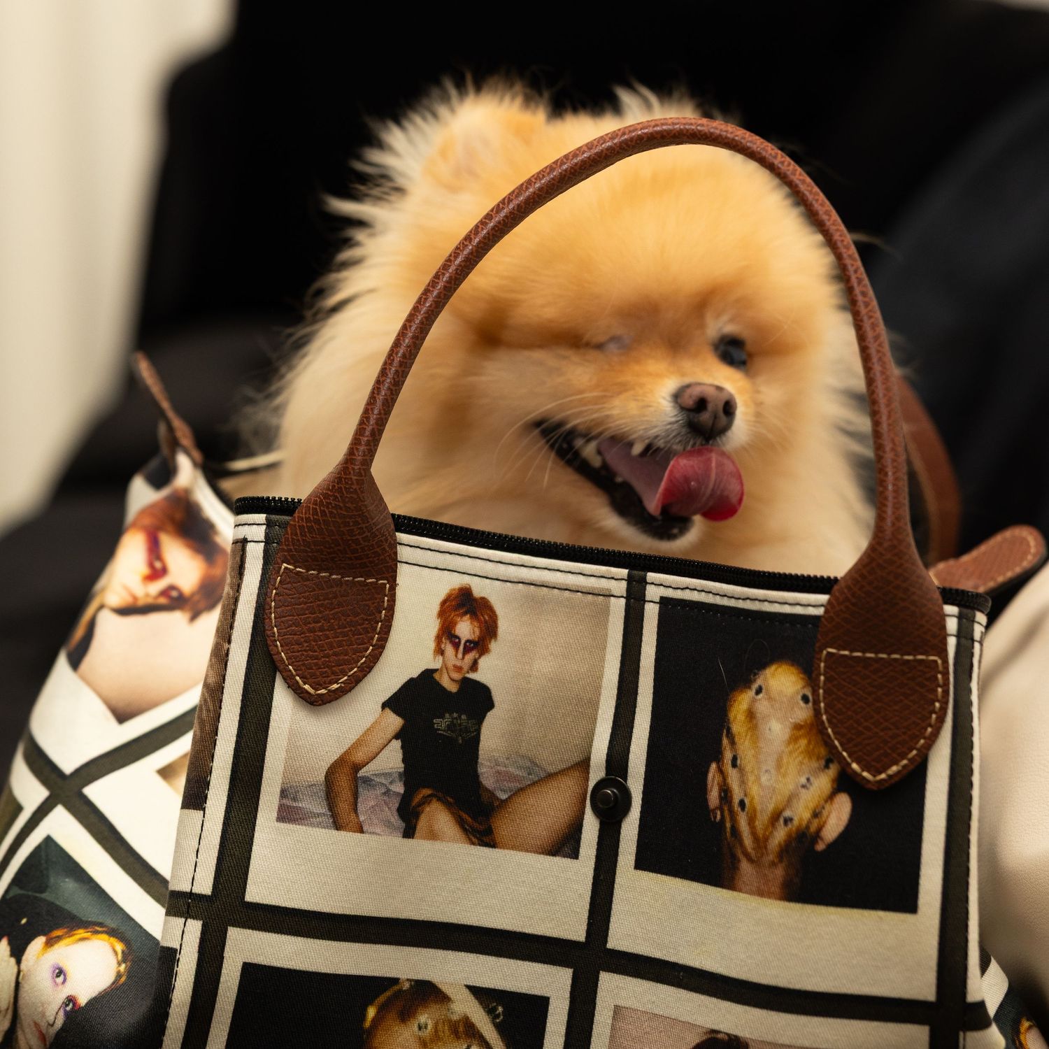 A small dog in a handbag at a Flying Solo fashion event in New York City.