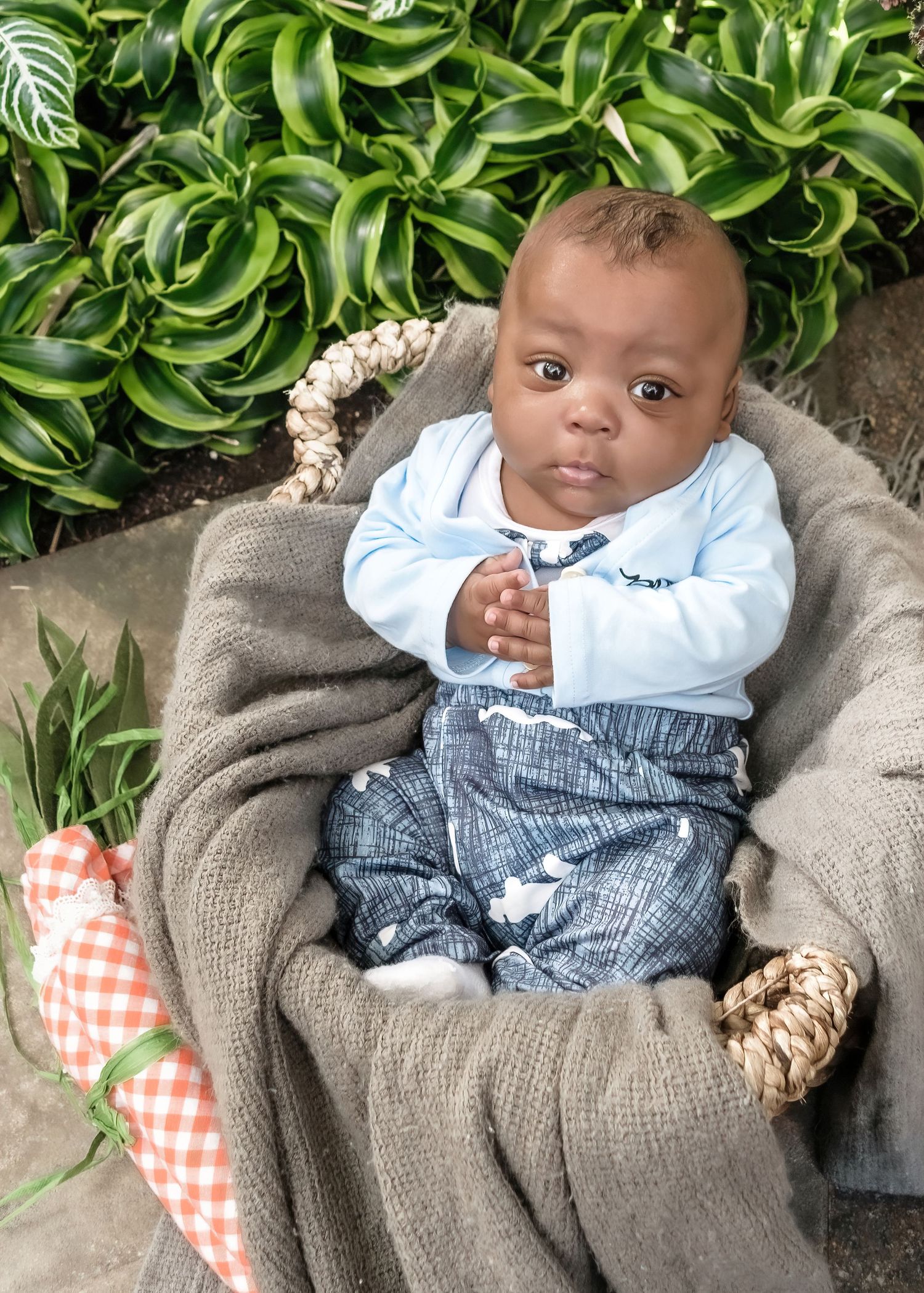 Adorable baby boy in blue outfit sitting in wicker basket with gray blanket surrounded by green plants.