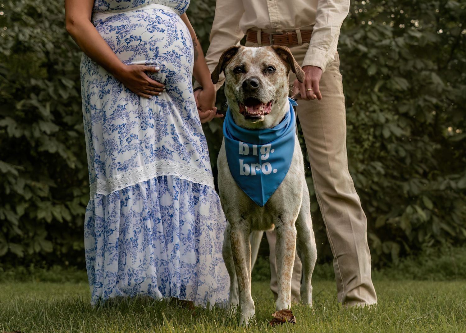 Dog wearing big brother bandana standing between expecting couple on green grass.
