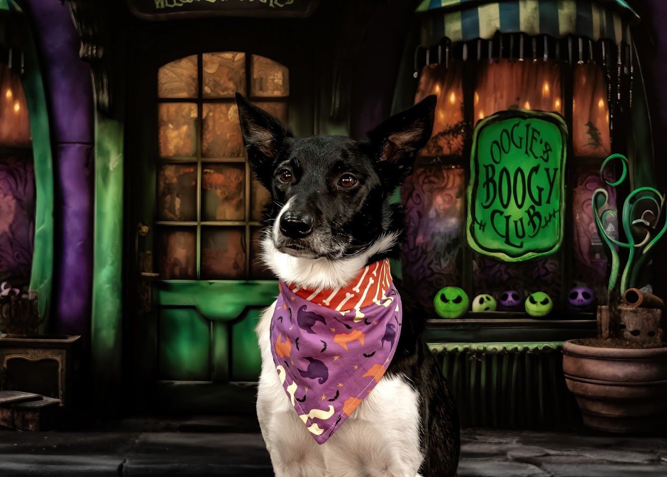 Black and white dog wearing Halloween bandana posed in front of spooky backdrop.