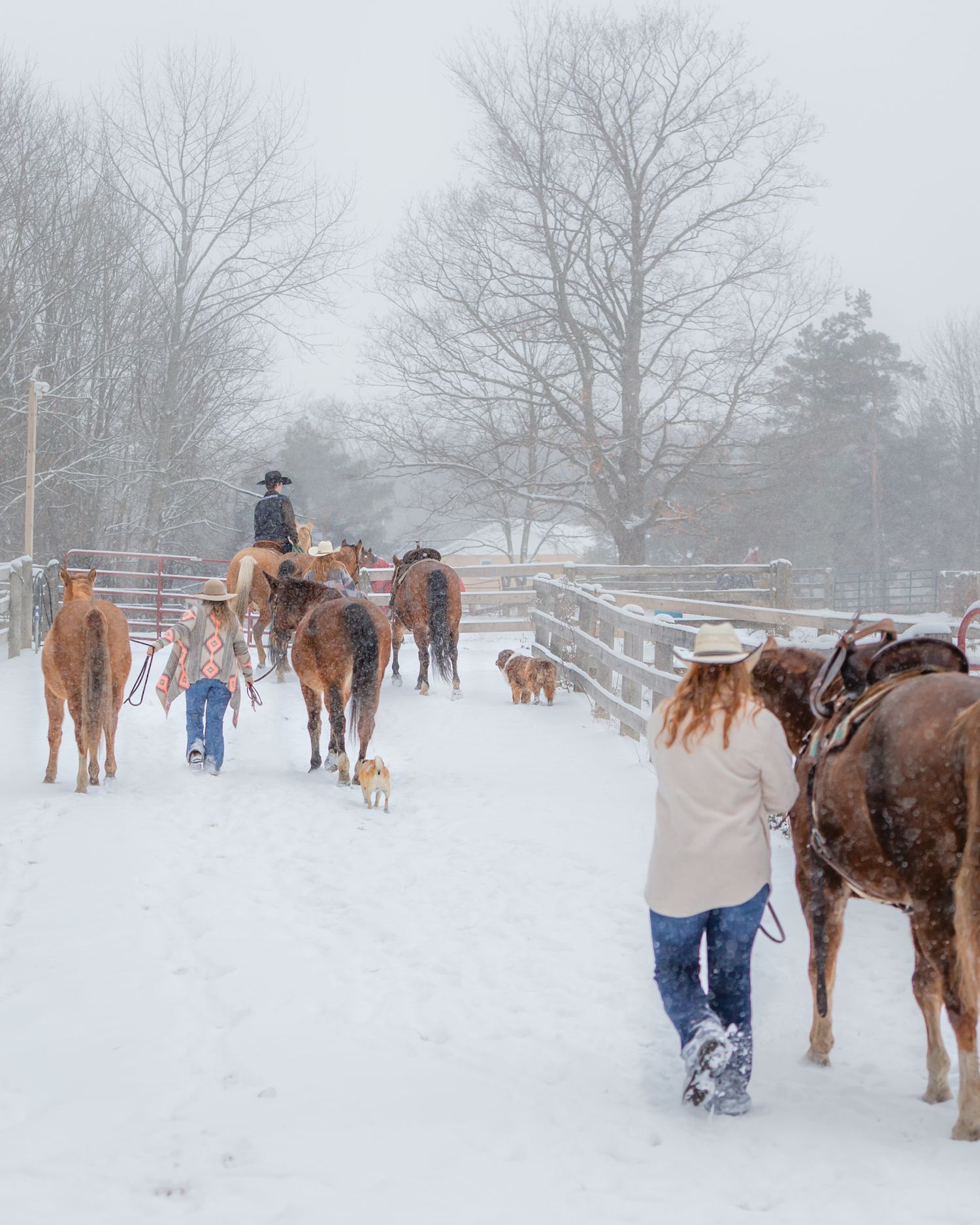 port perry farm family photographer