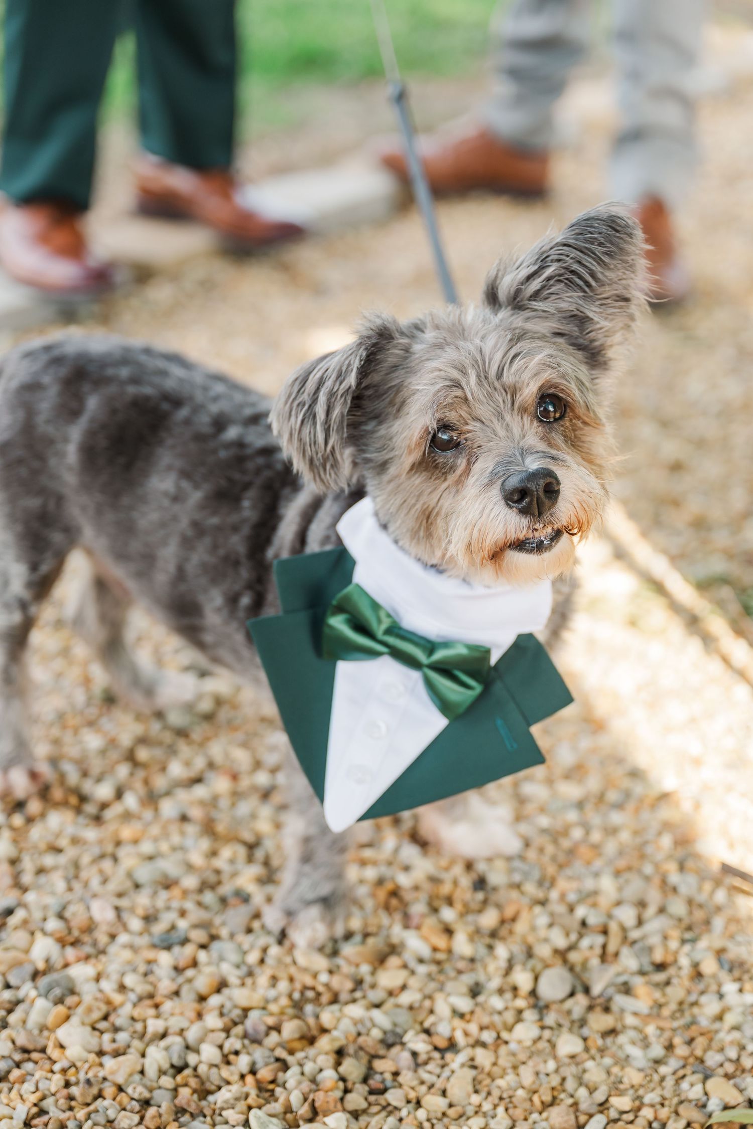 Small gray scruffy dog wearing a green bowtie and white collar poses on a gravel surface.