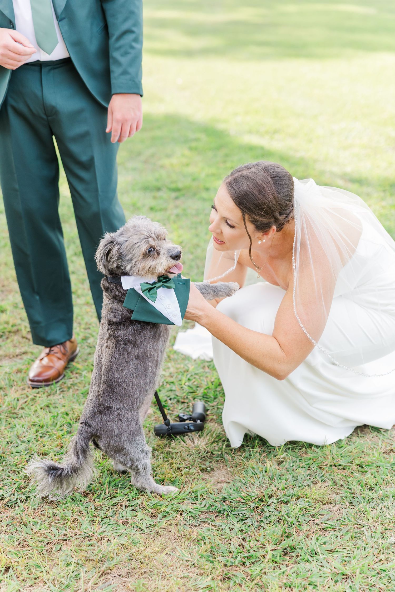 A small grey dog interacts playfully with a person in a wedding dress on grassy ground.