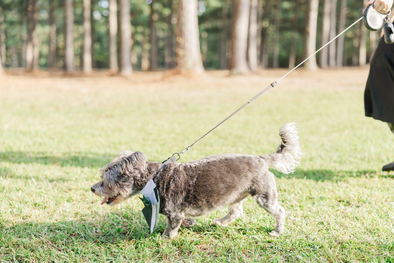A small fluffy gray dog on a leash walks across green grass with tall pine trees in the background.