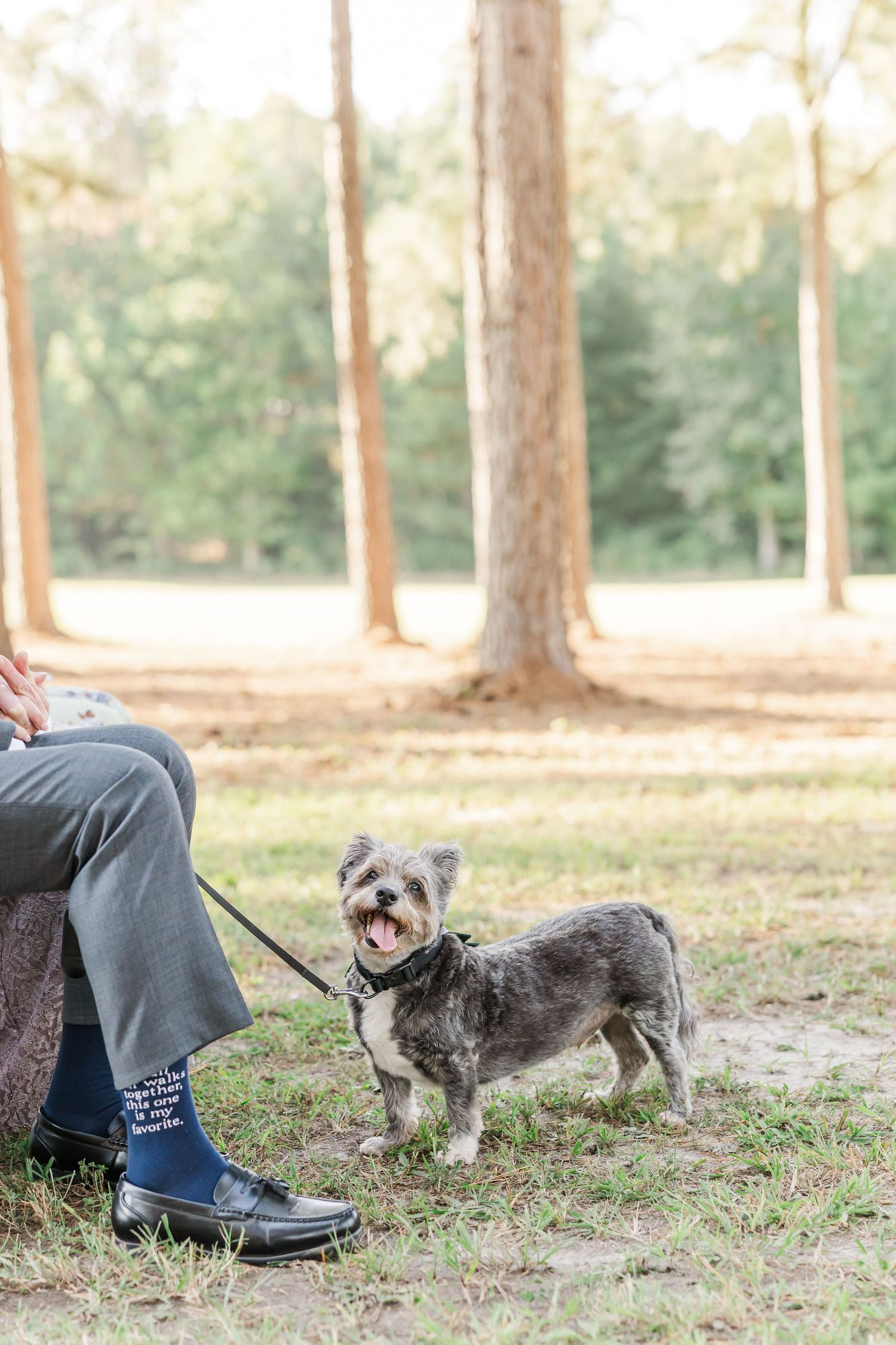 Small scruffy dog on leash standing beside person wearing navy socks and dress shoes in a sunny park.
