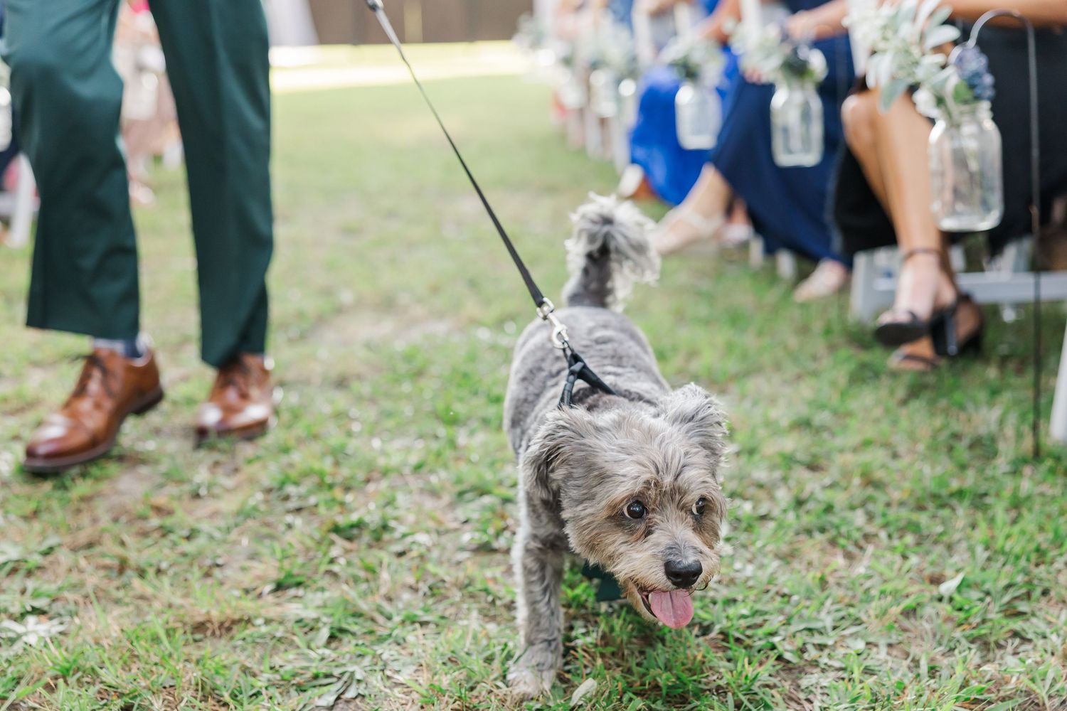 A small gray terrier dog on a leash walks across green grass at an outdoor wedding ceremony.