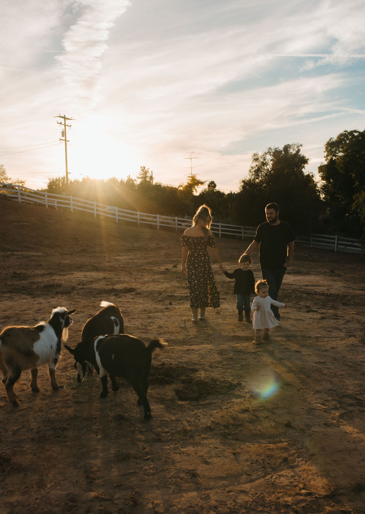 A family and their goats walk together on a farm during golden hour sunset with a white fence in the background.