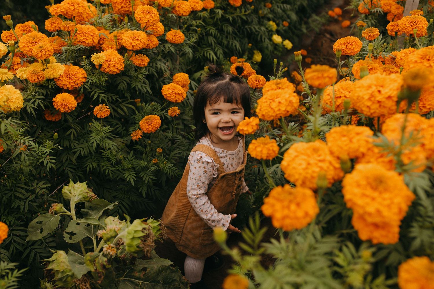 Vibrant orange marigold garden with bright flowers in full bloom.