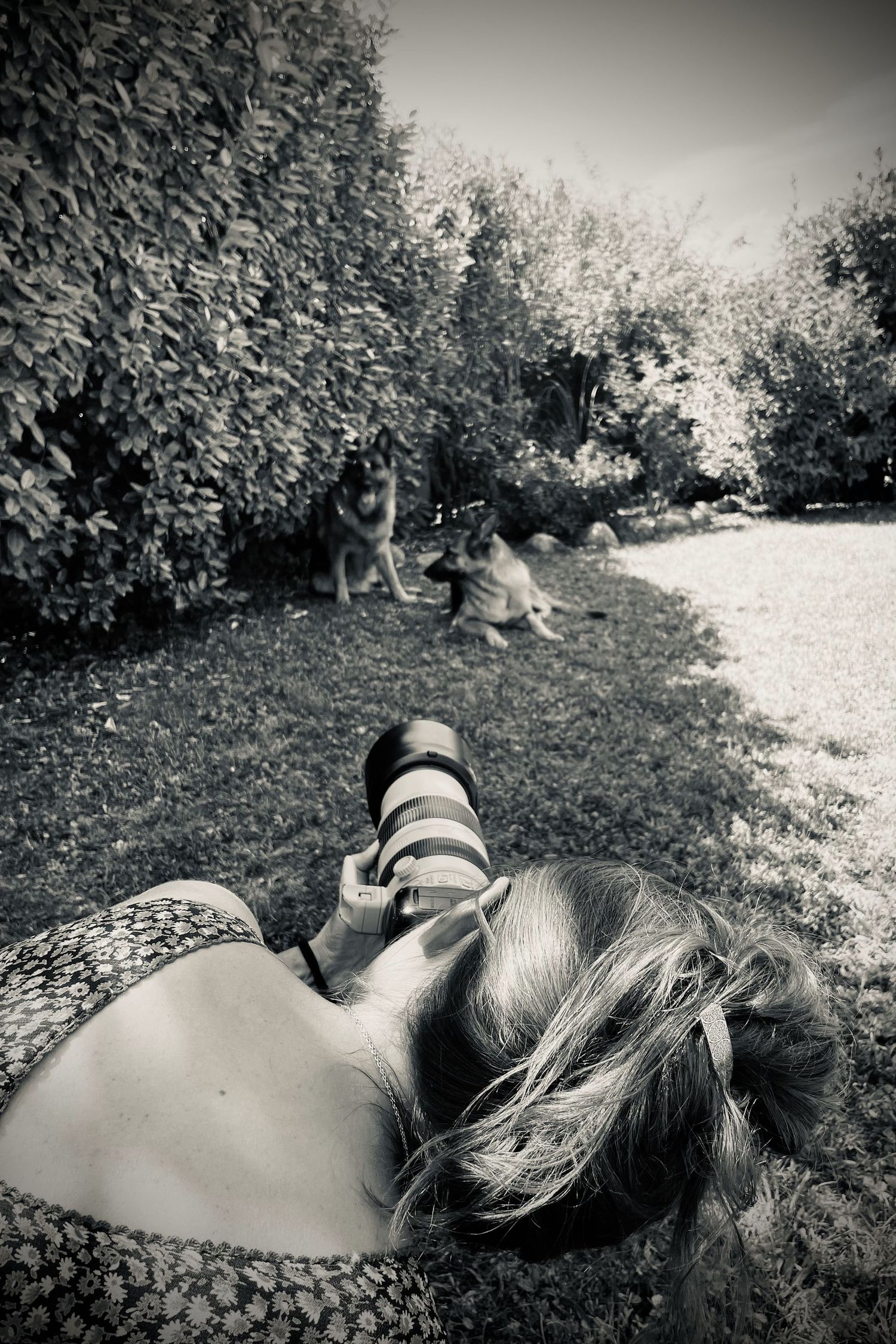 ludivine de prince photographie animal de compagnie